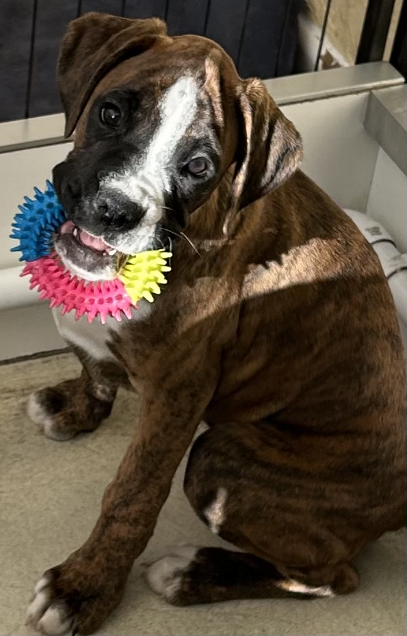 Brindle and white boy long tail 