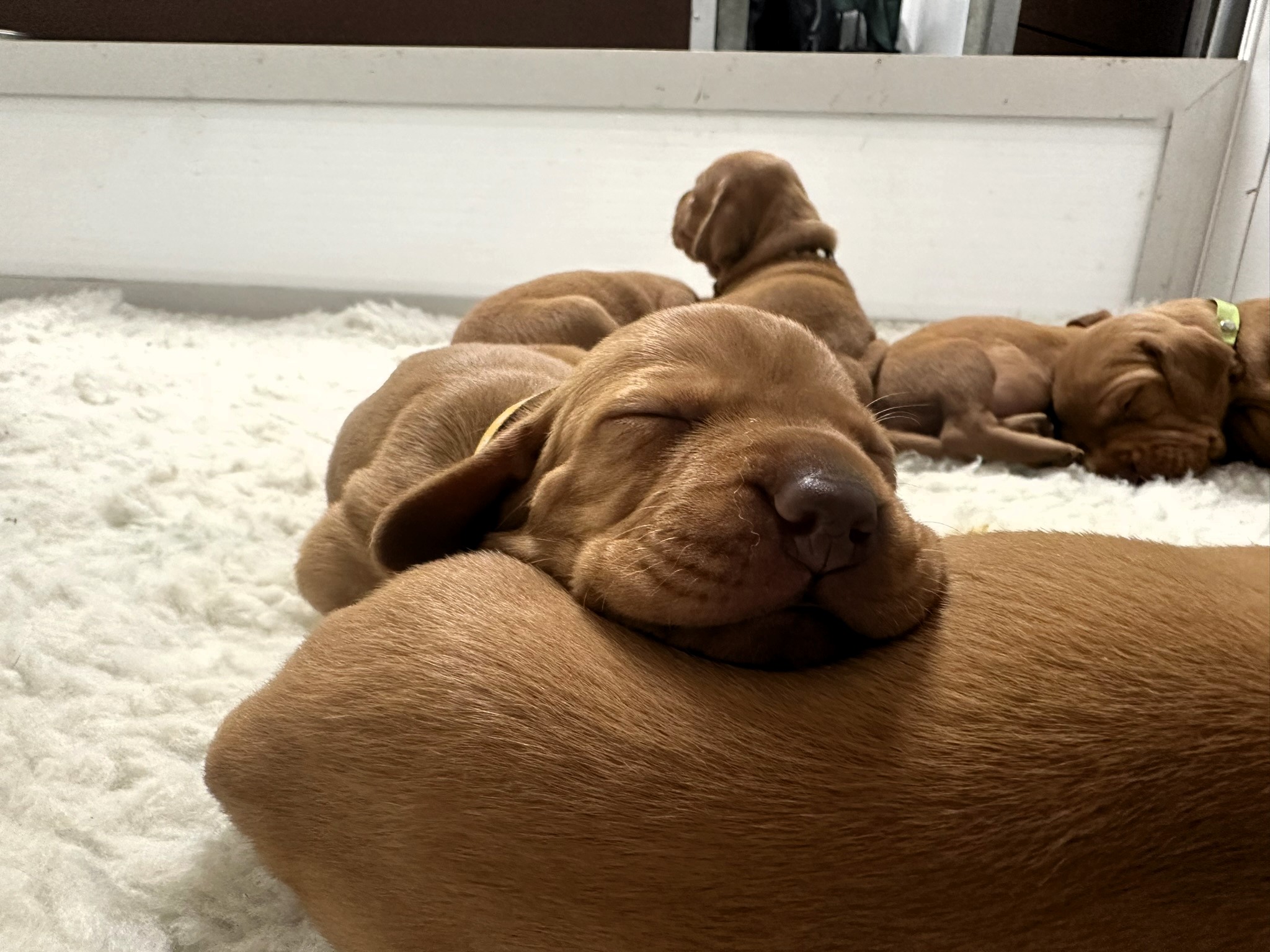 Puppy Two weeks old.