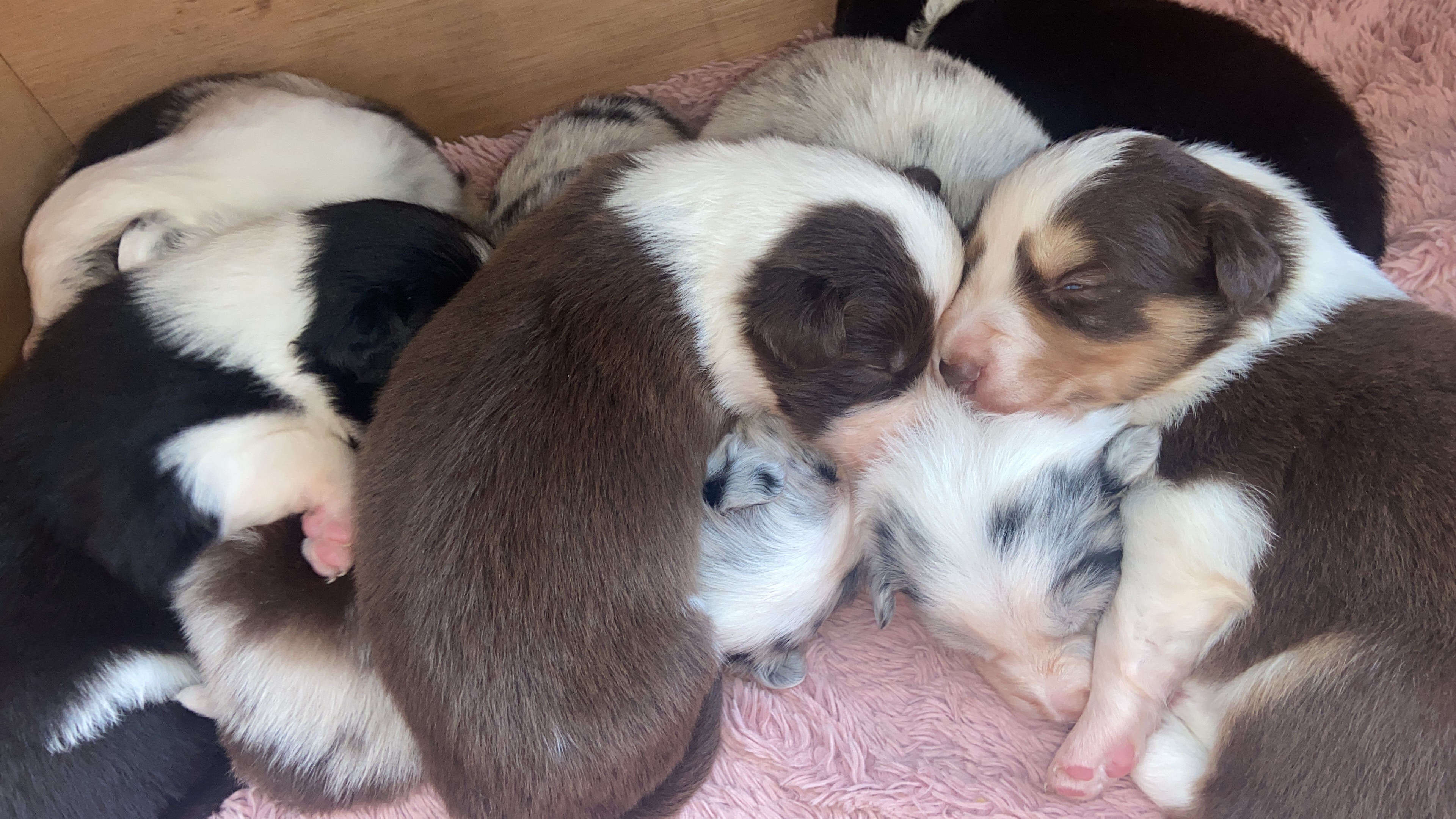 Puppies at 20 days old 