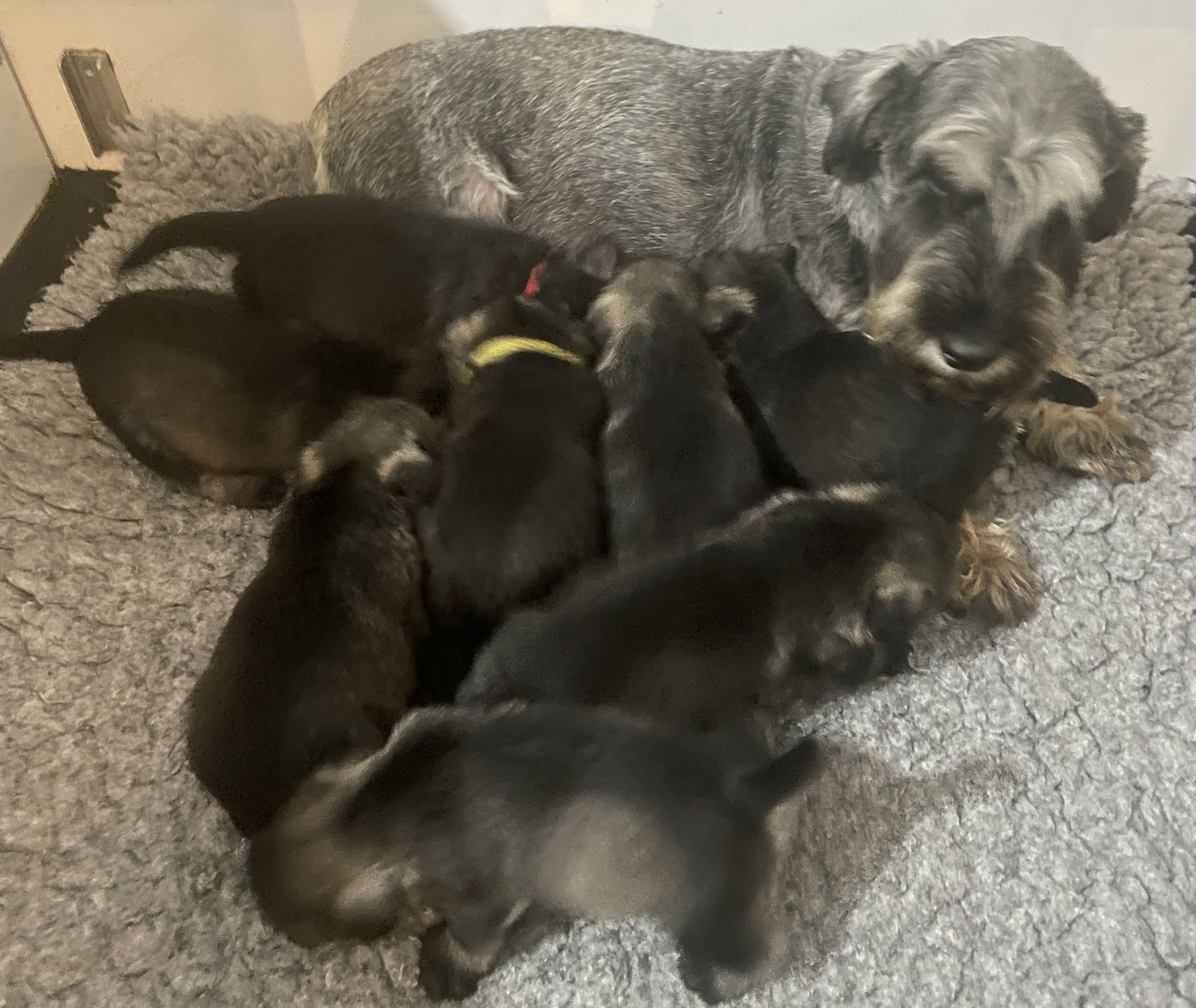 Mum with her puppies