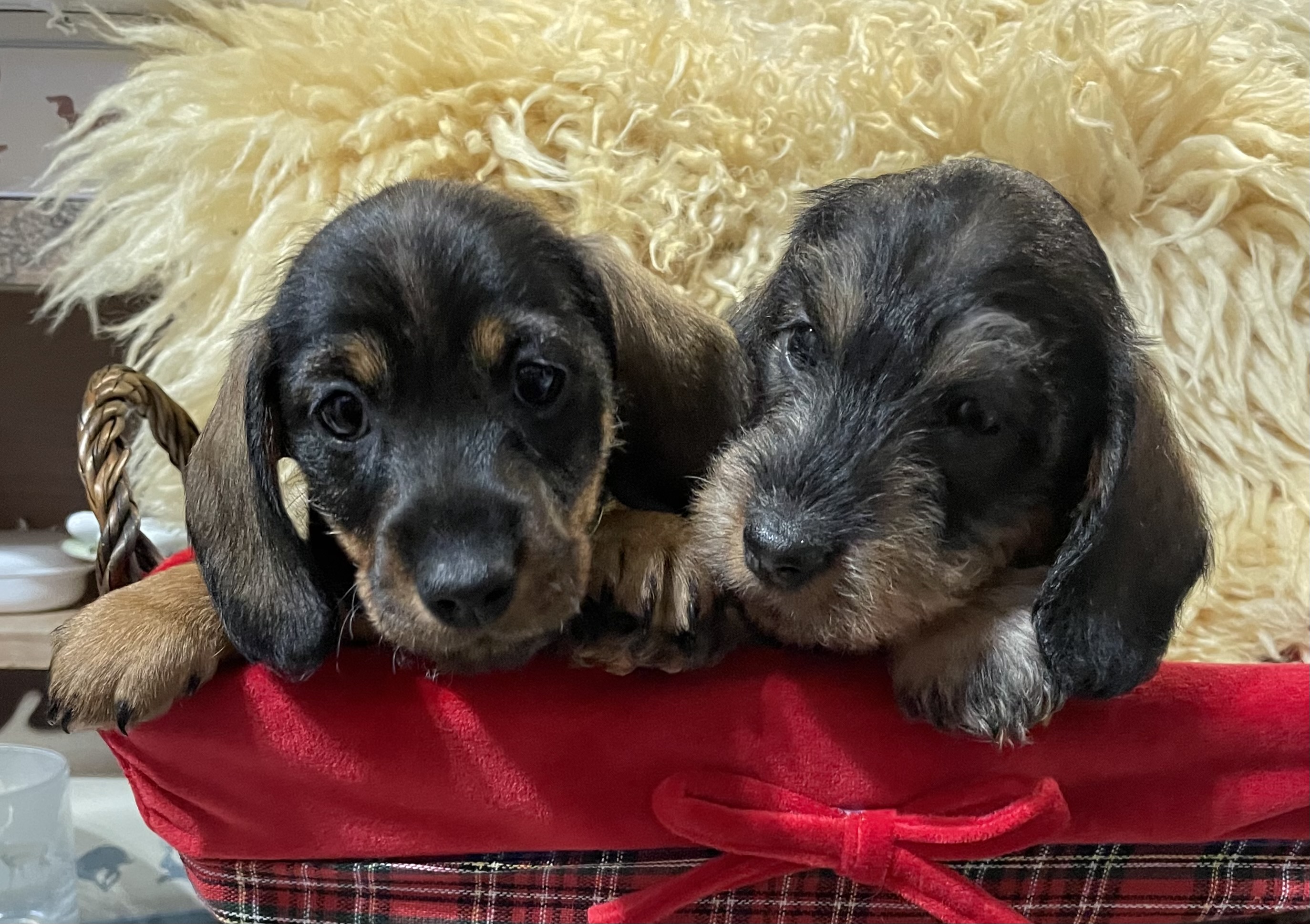 Miniature wire haired Dachshunds