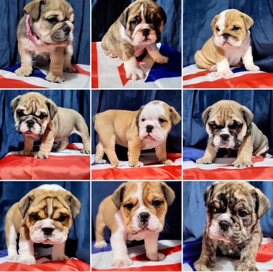 English Bulldog Puppies 