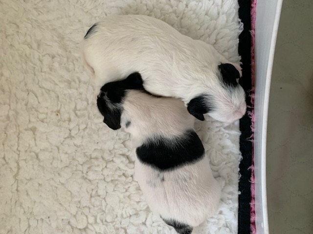 Beautiful little litter