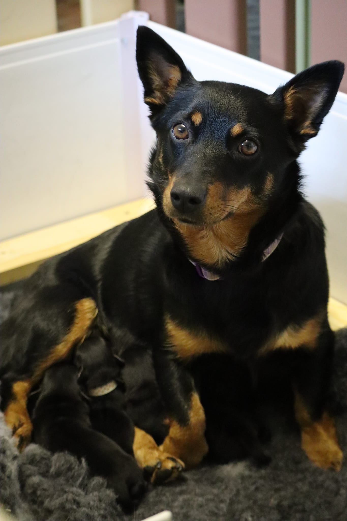 Foxy and puppies