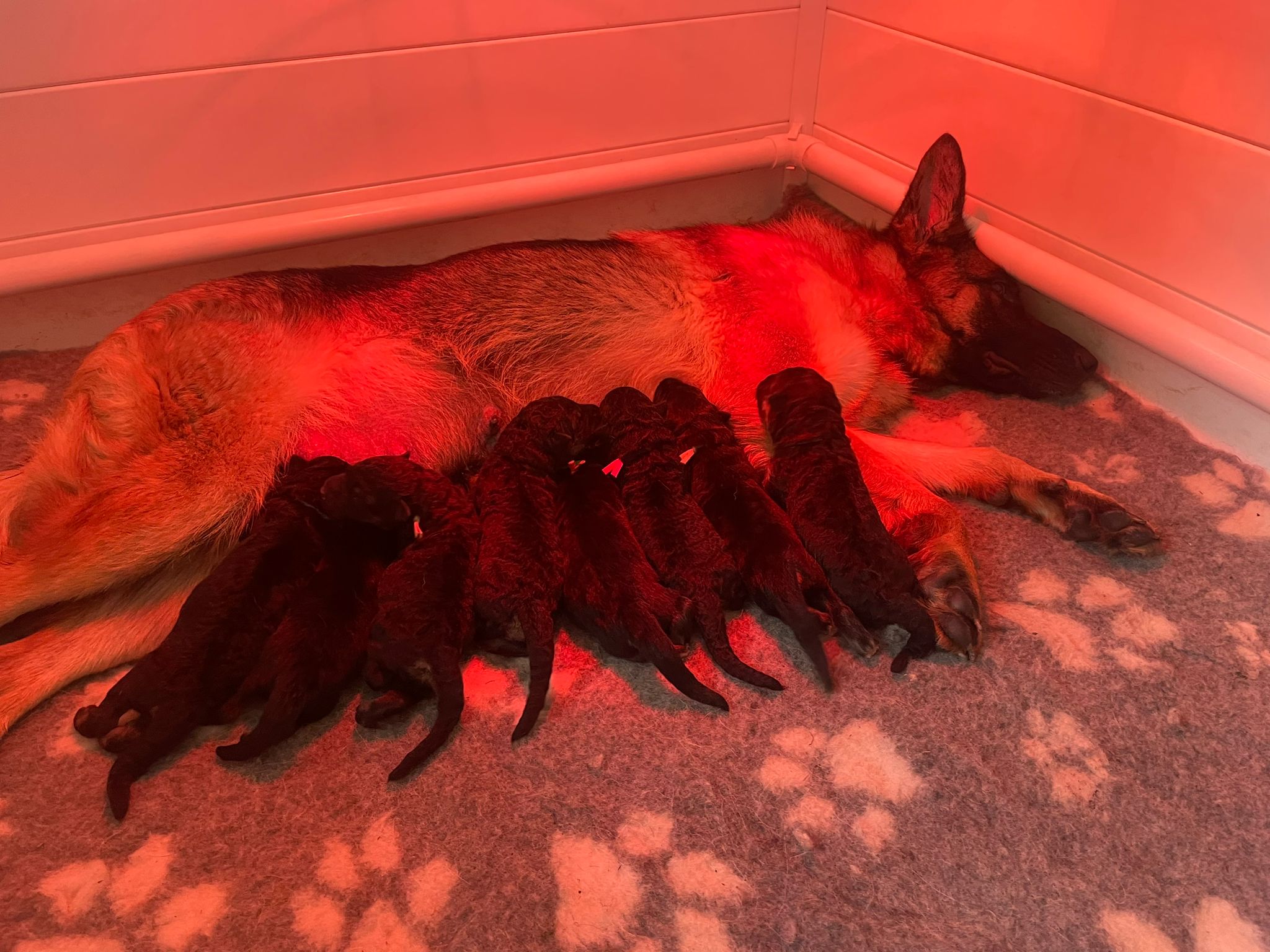 Mum with pups