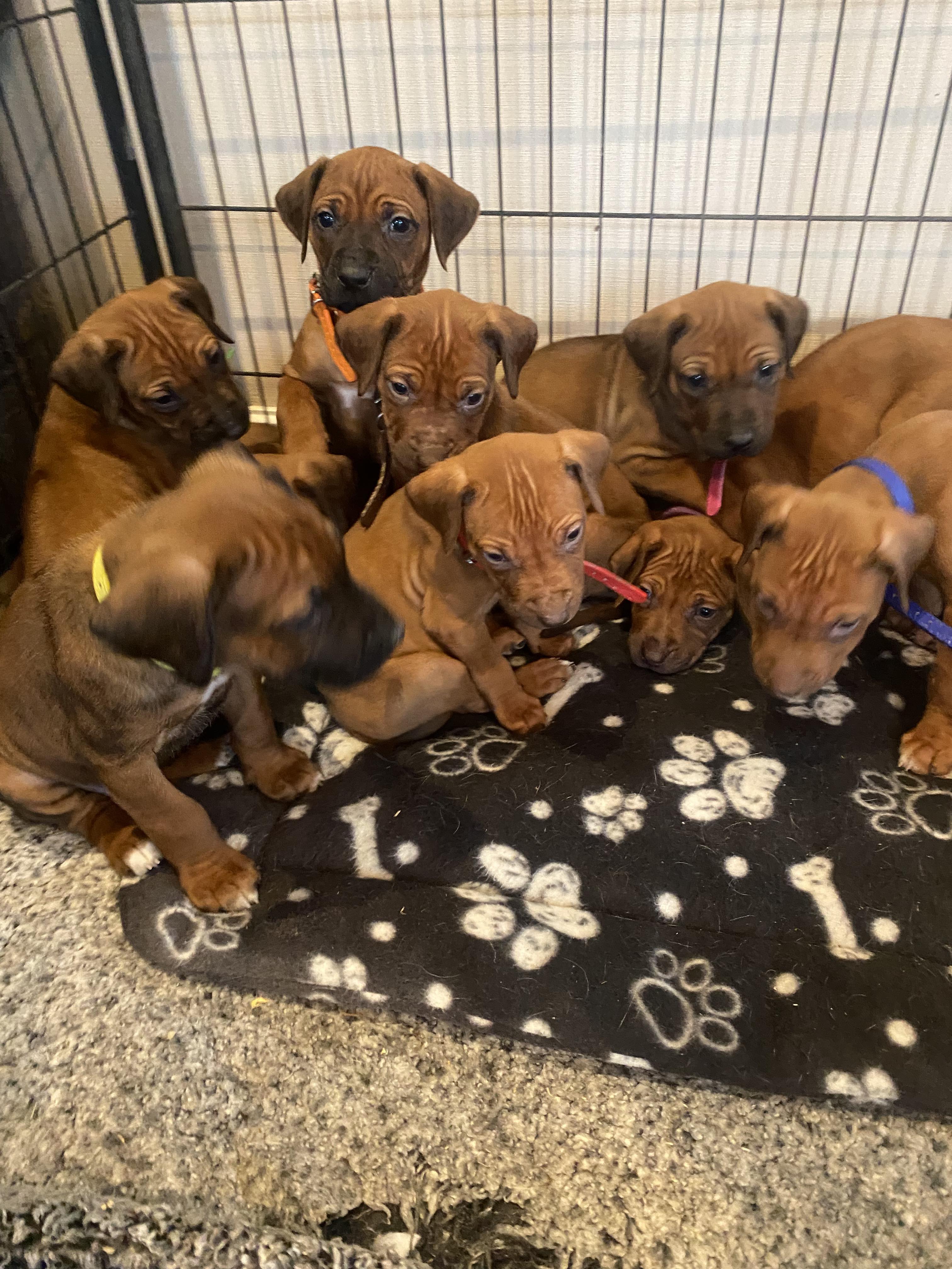 Ridgeback puppies