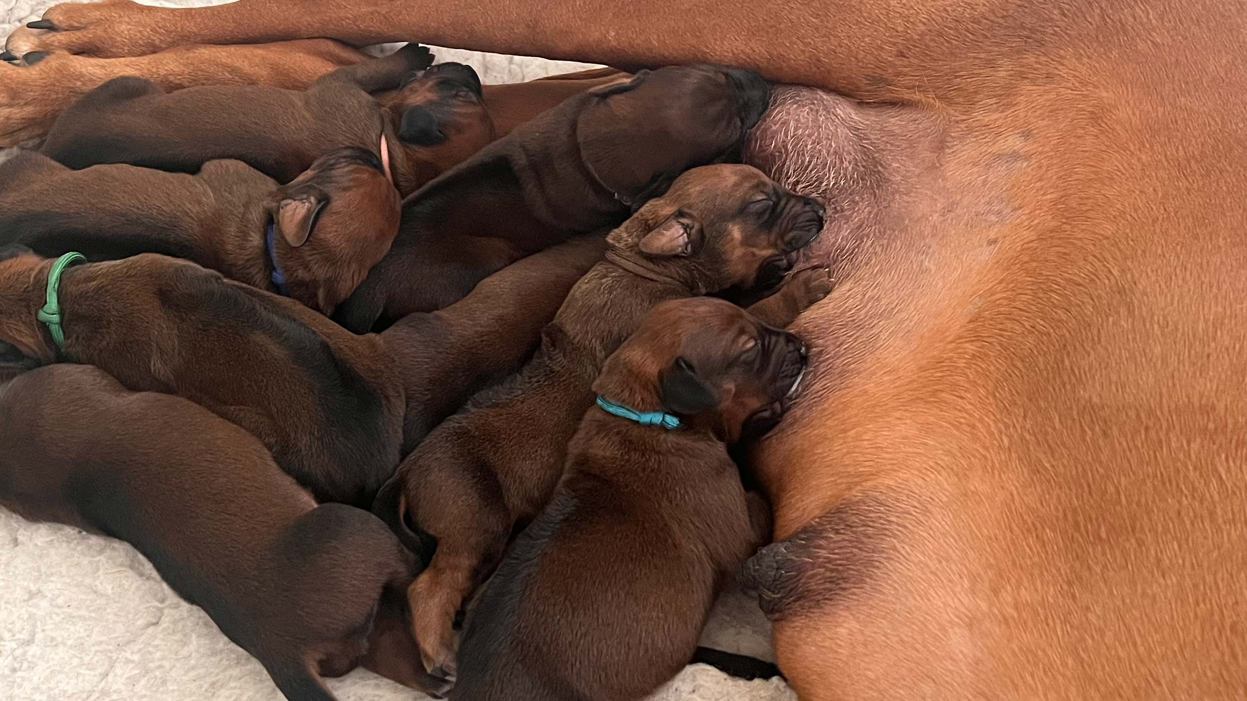 Feeding pups