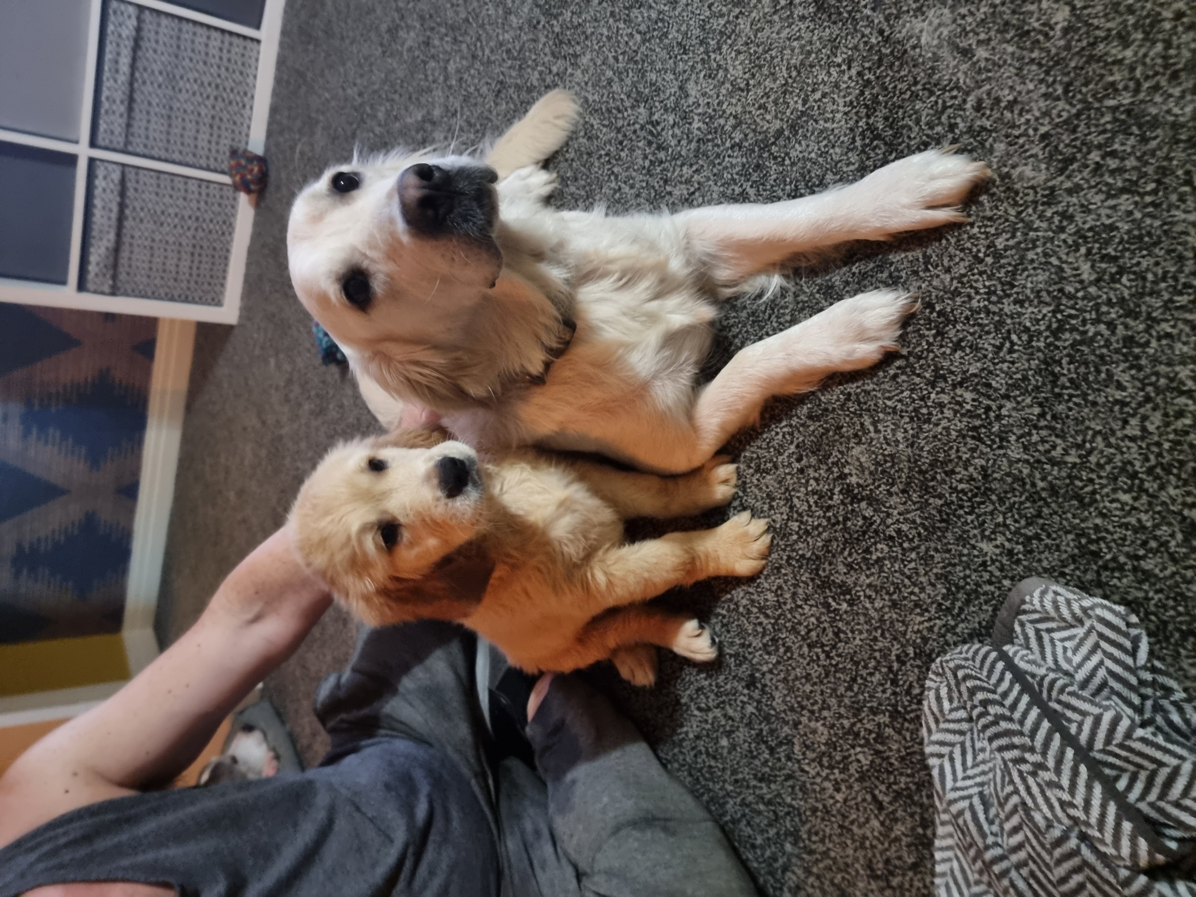 Mum & Dog