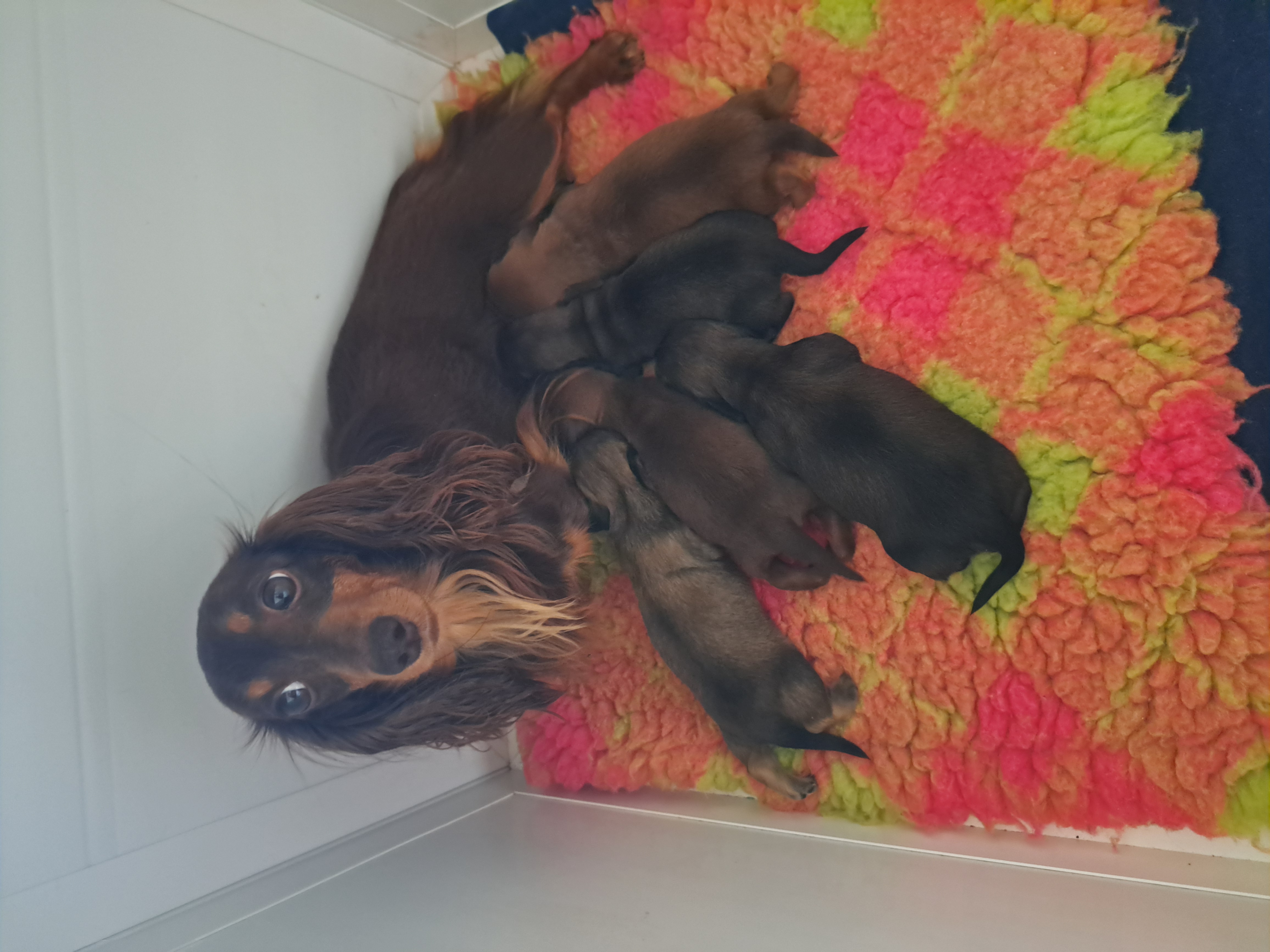 Mum with puppies 