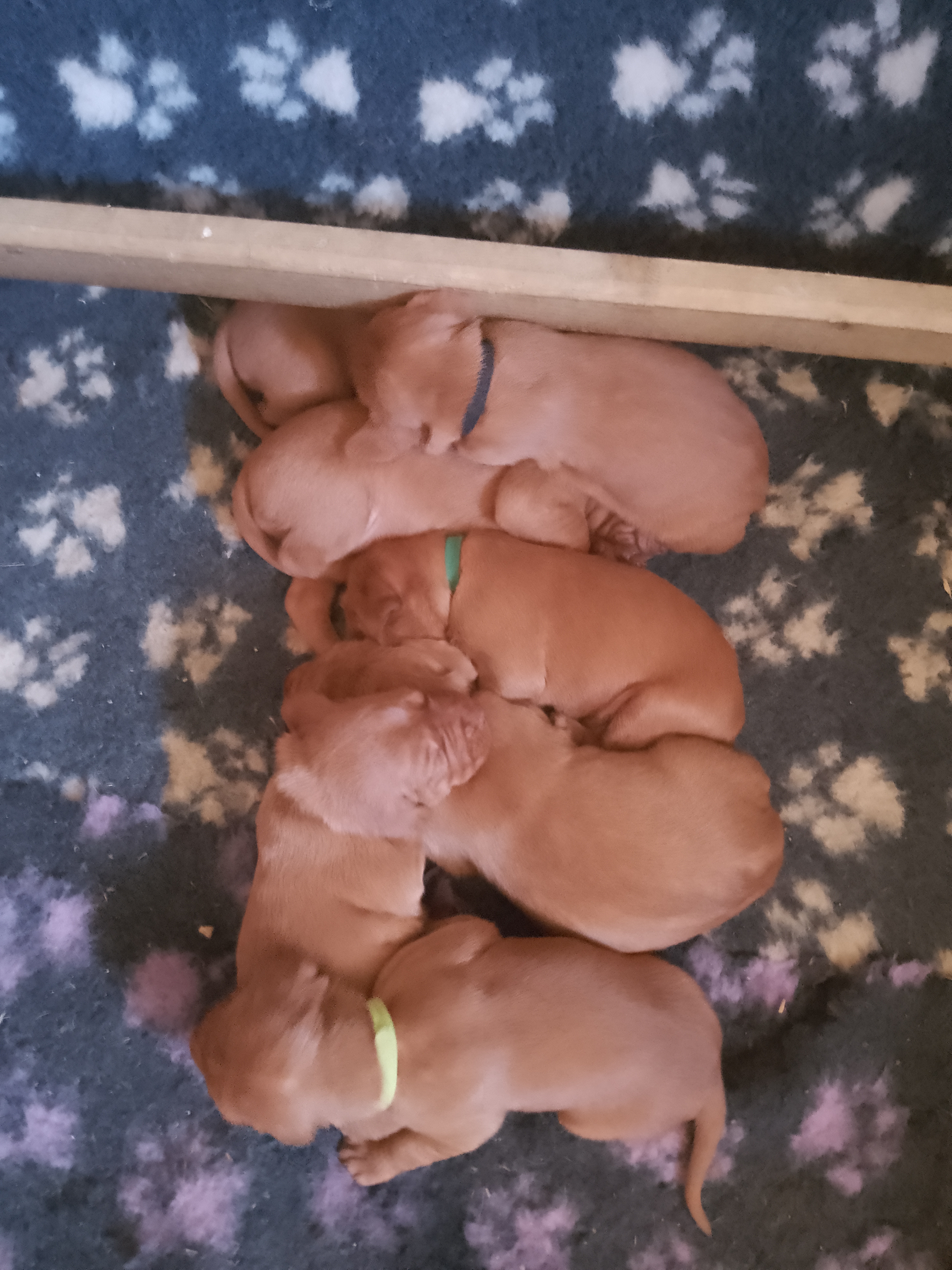 Puppies at 10 days