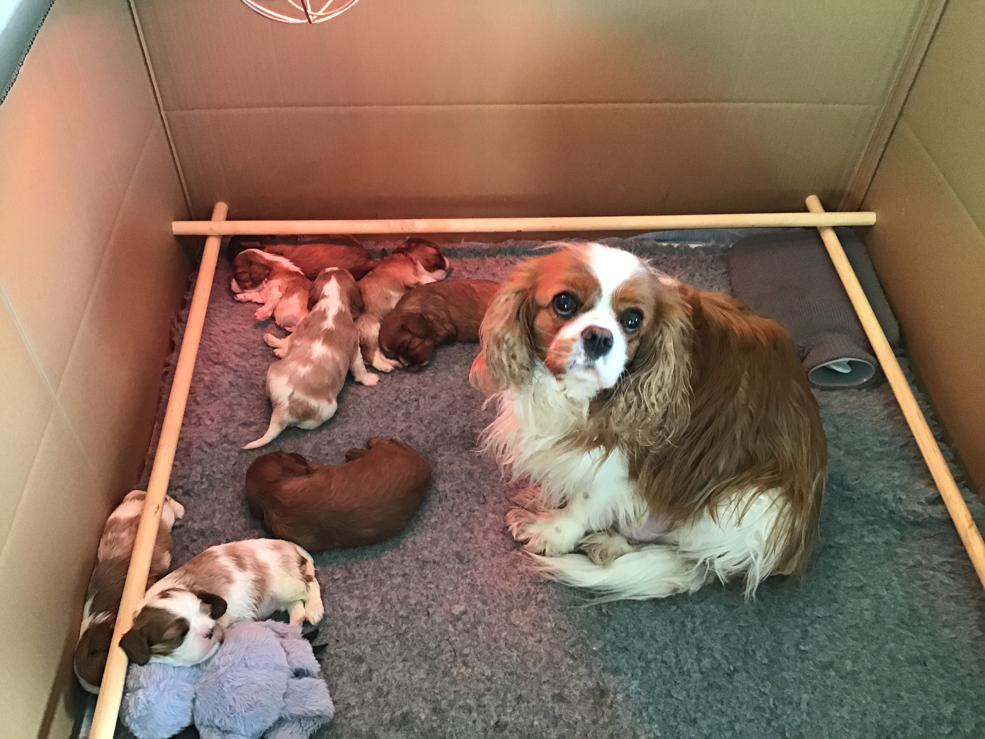 Mum and puppies 