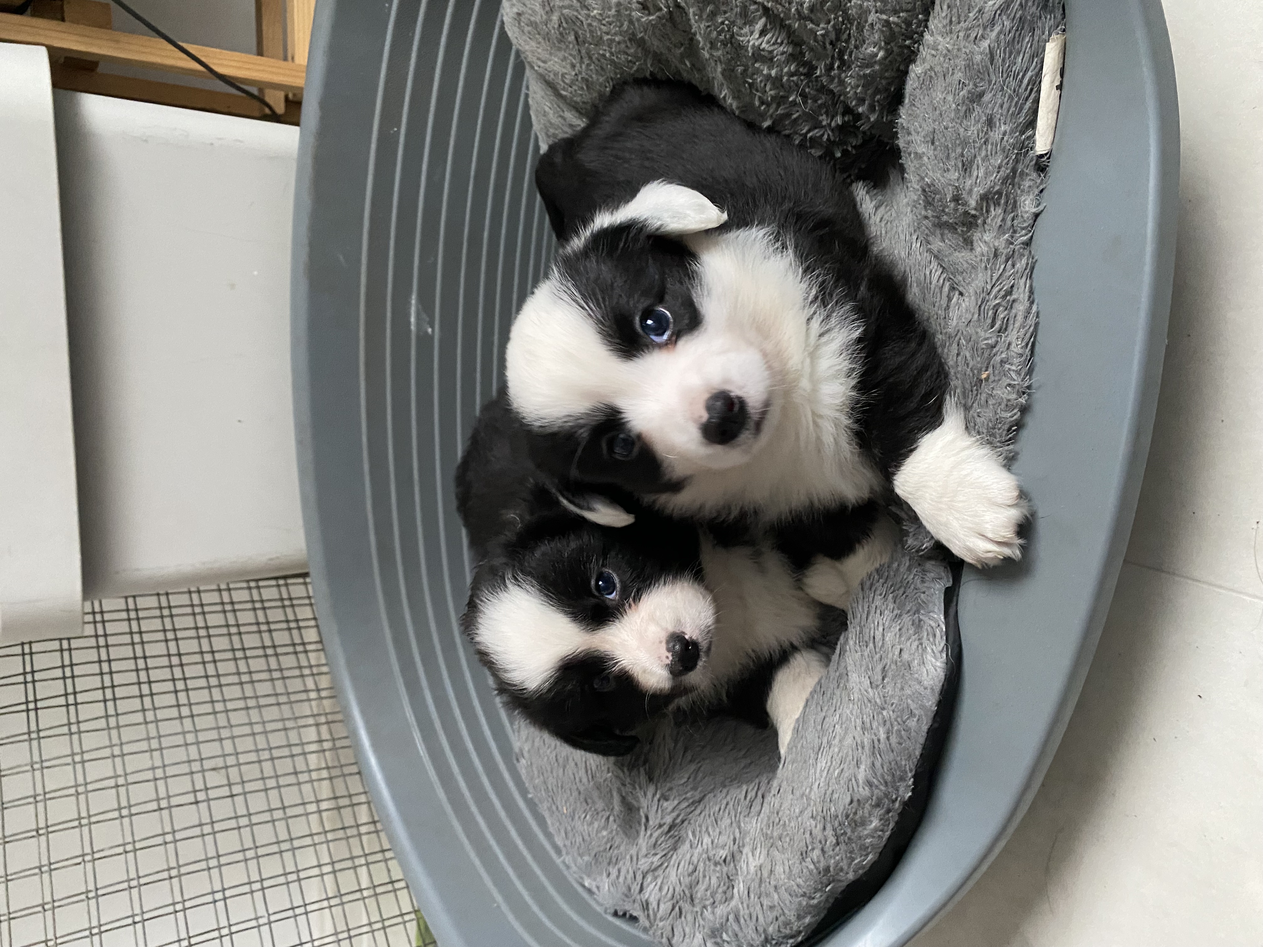 Two pups available 