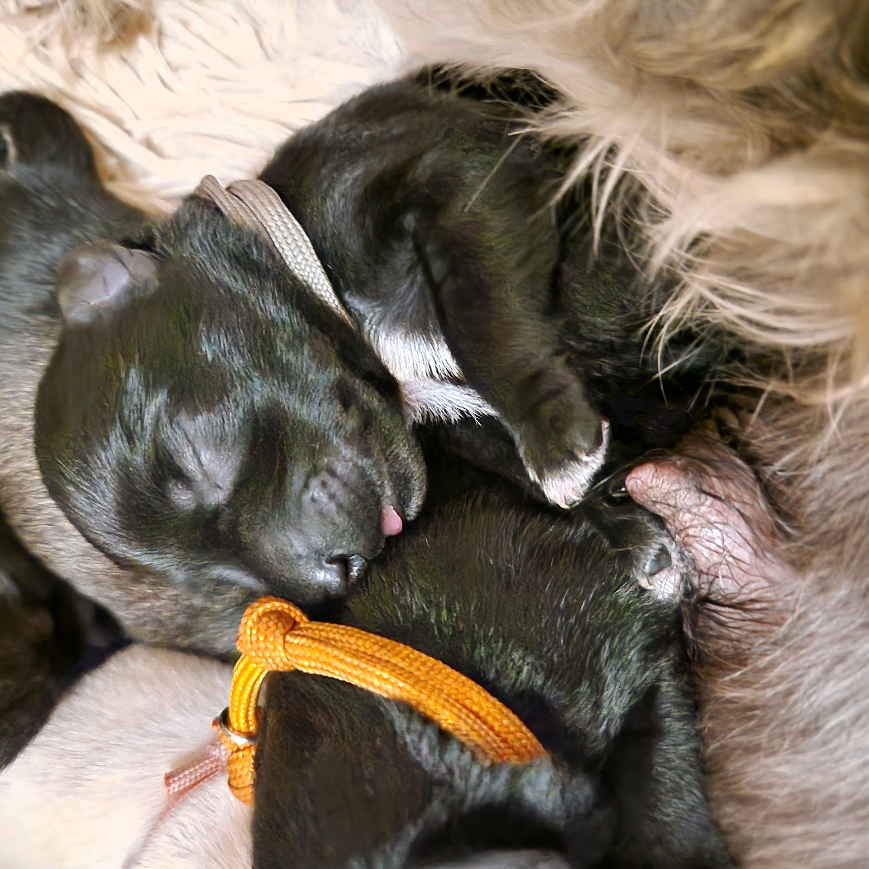 Black baby girl napping after her feed