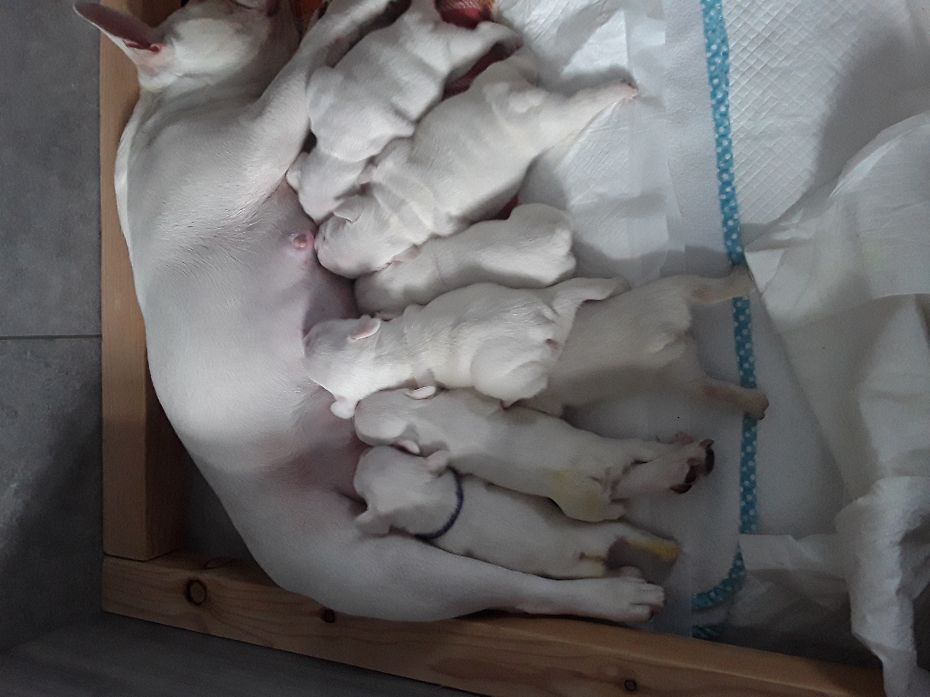 Mum with all 8 puppies