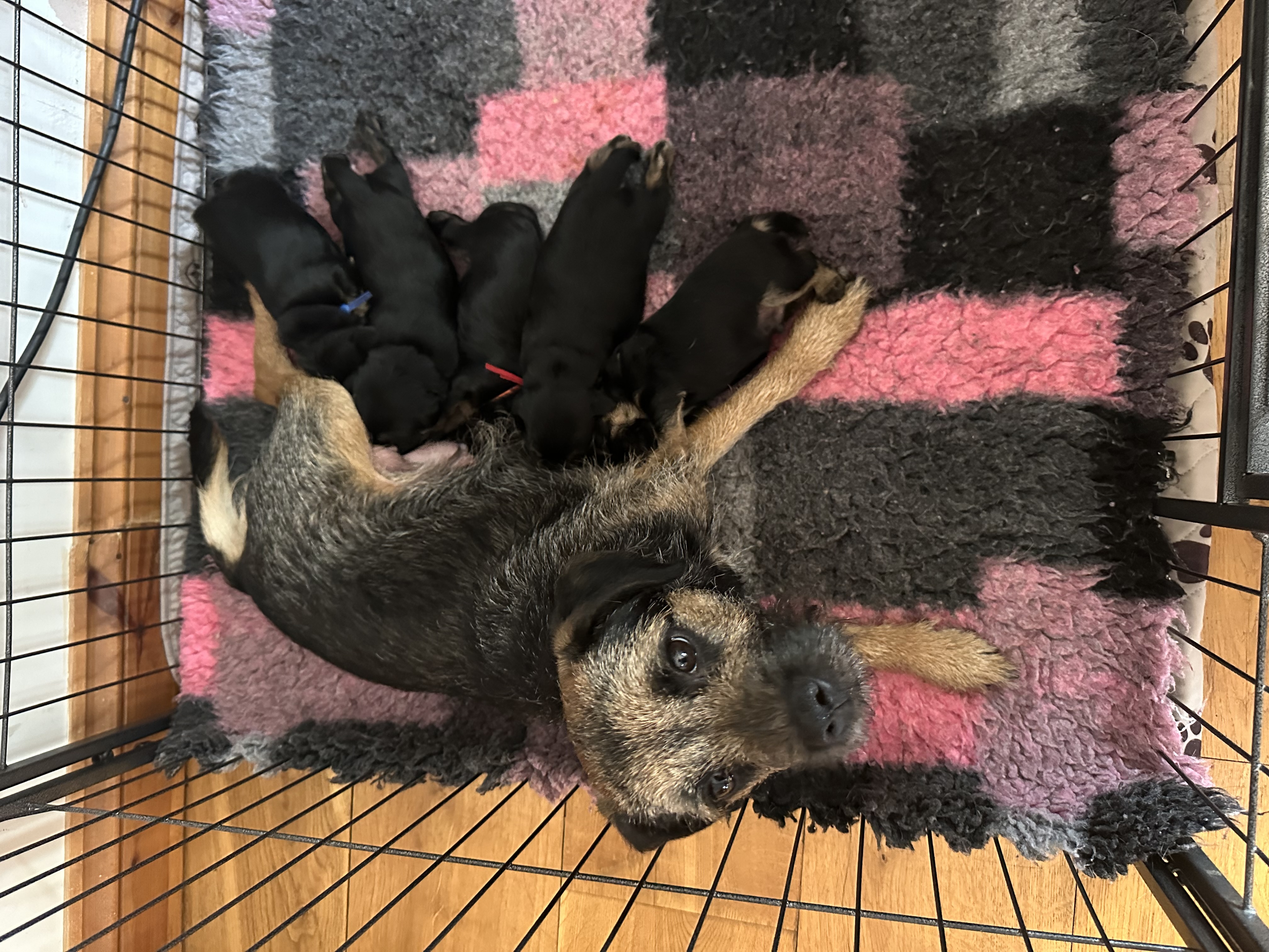 Mum and her puppies
