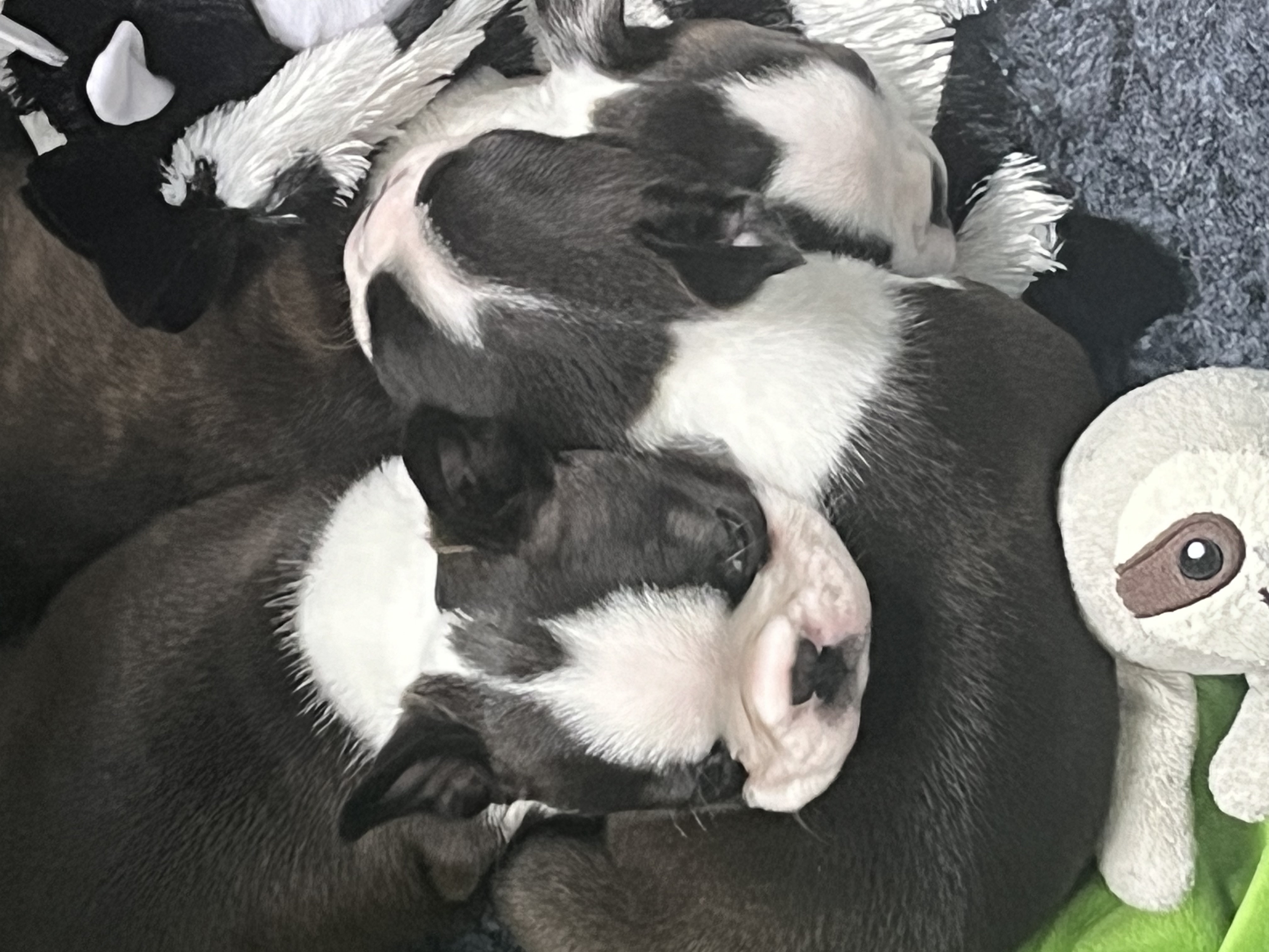 Pups aged 6 weeks