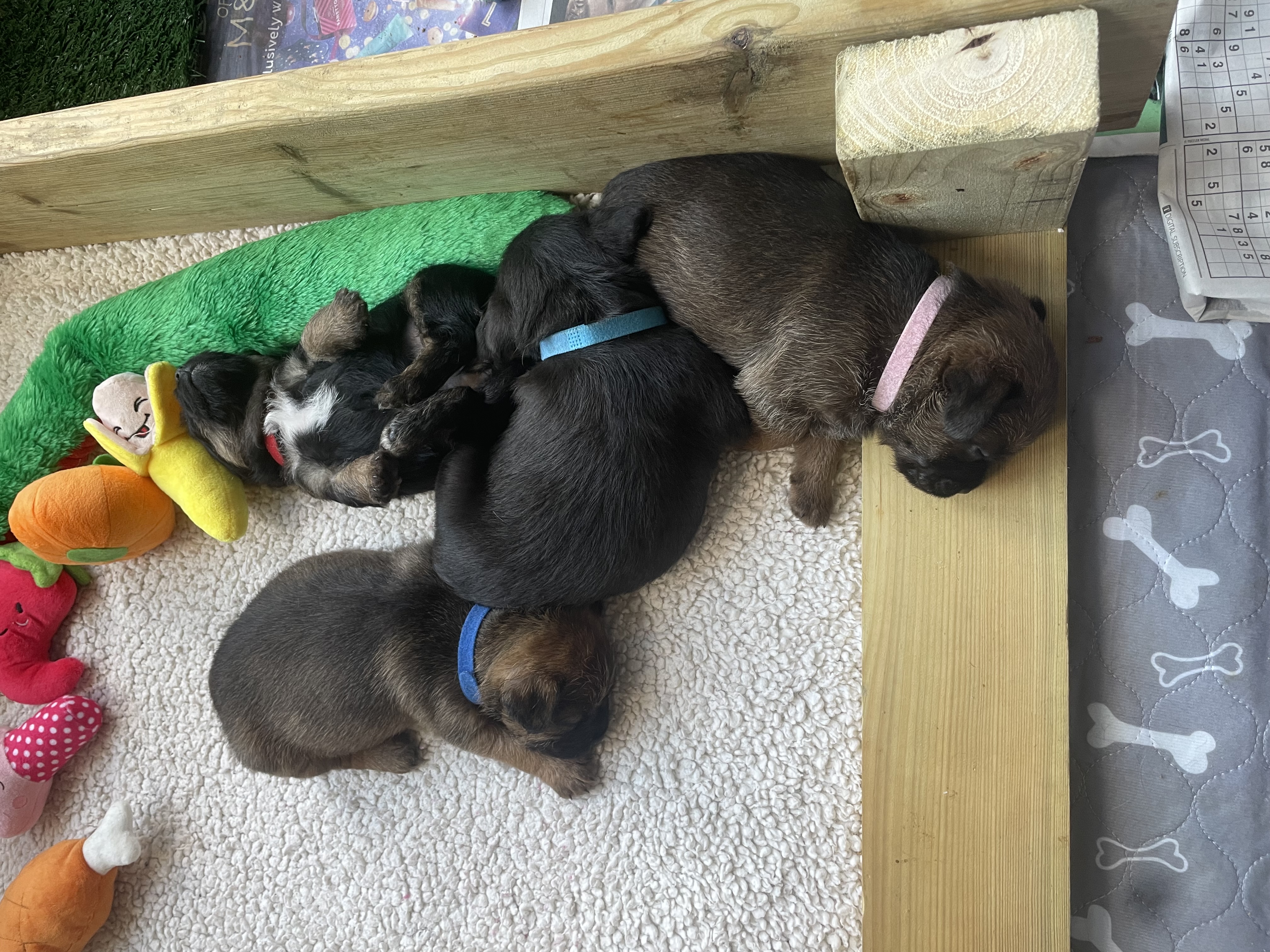 From a litter of 4, 2 boys remaining.