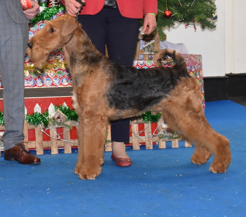 Sire, Top Winning Airedale