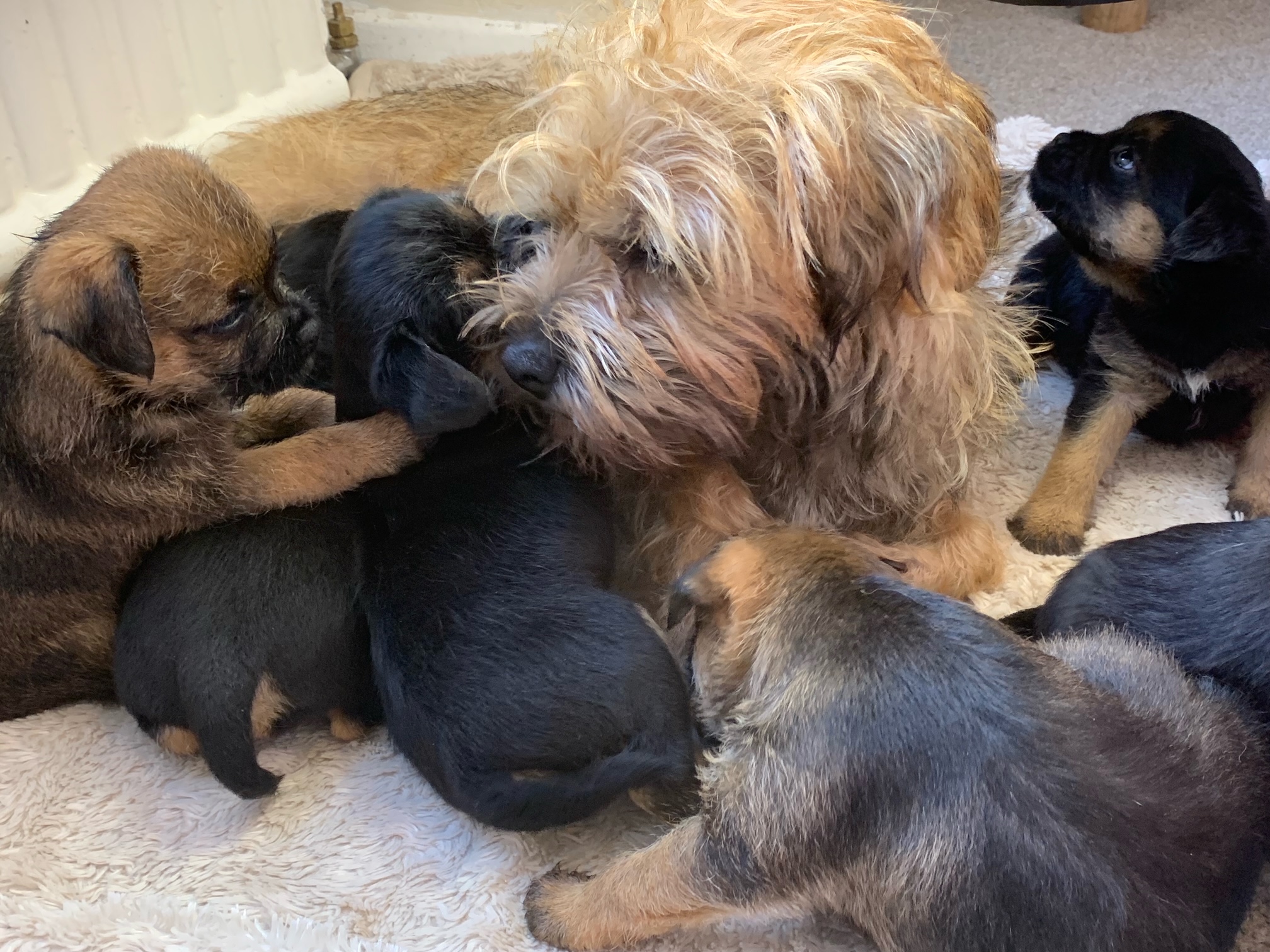 Mum Loving Her Pups