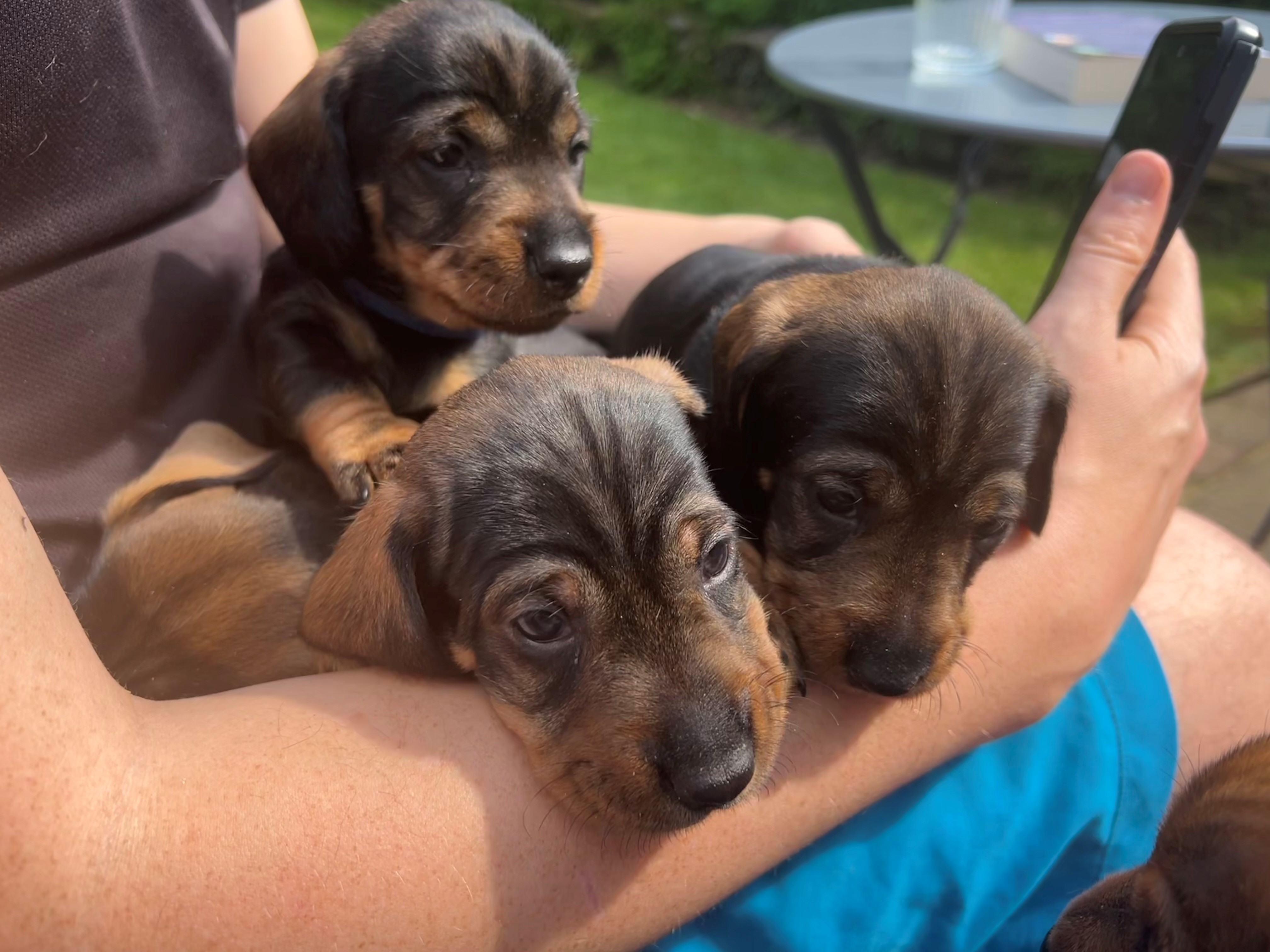 Three pups together