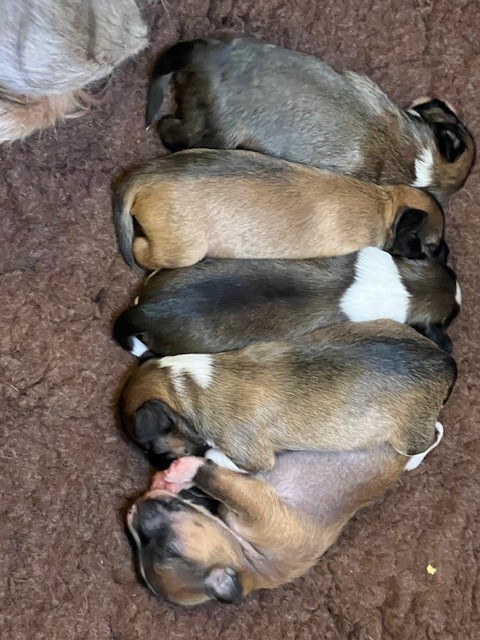 All puppies