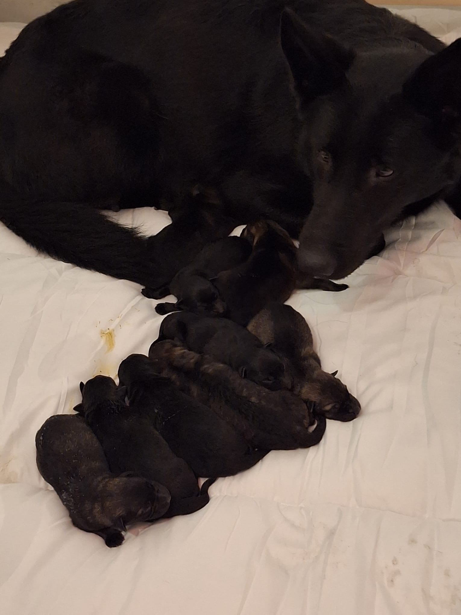 Dam with Puppies