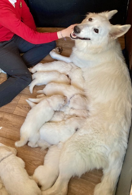 Mum with pups