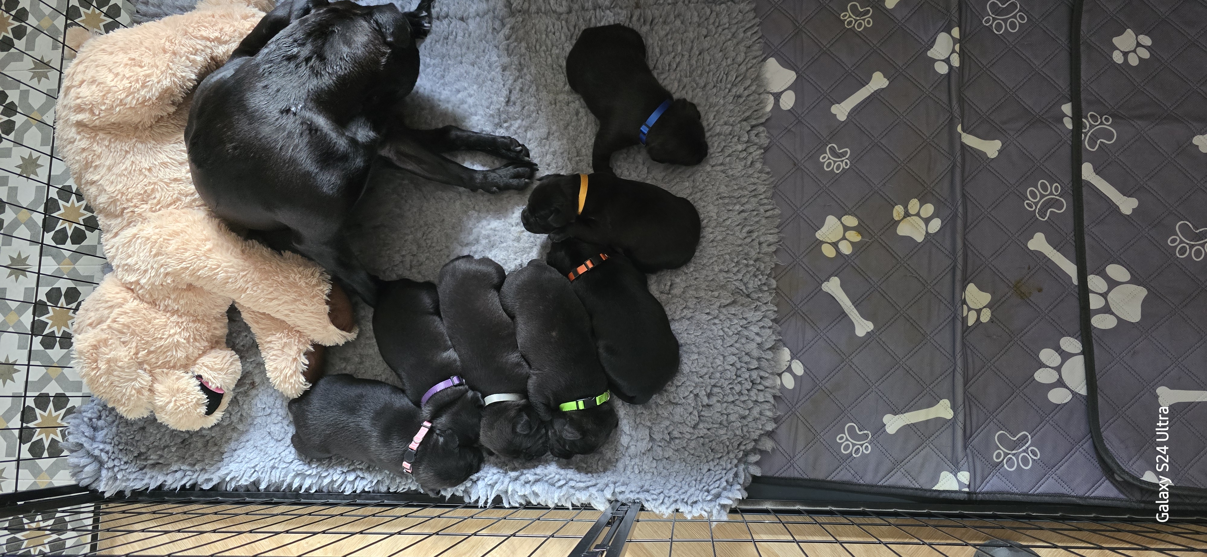 Mum and 7 pups