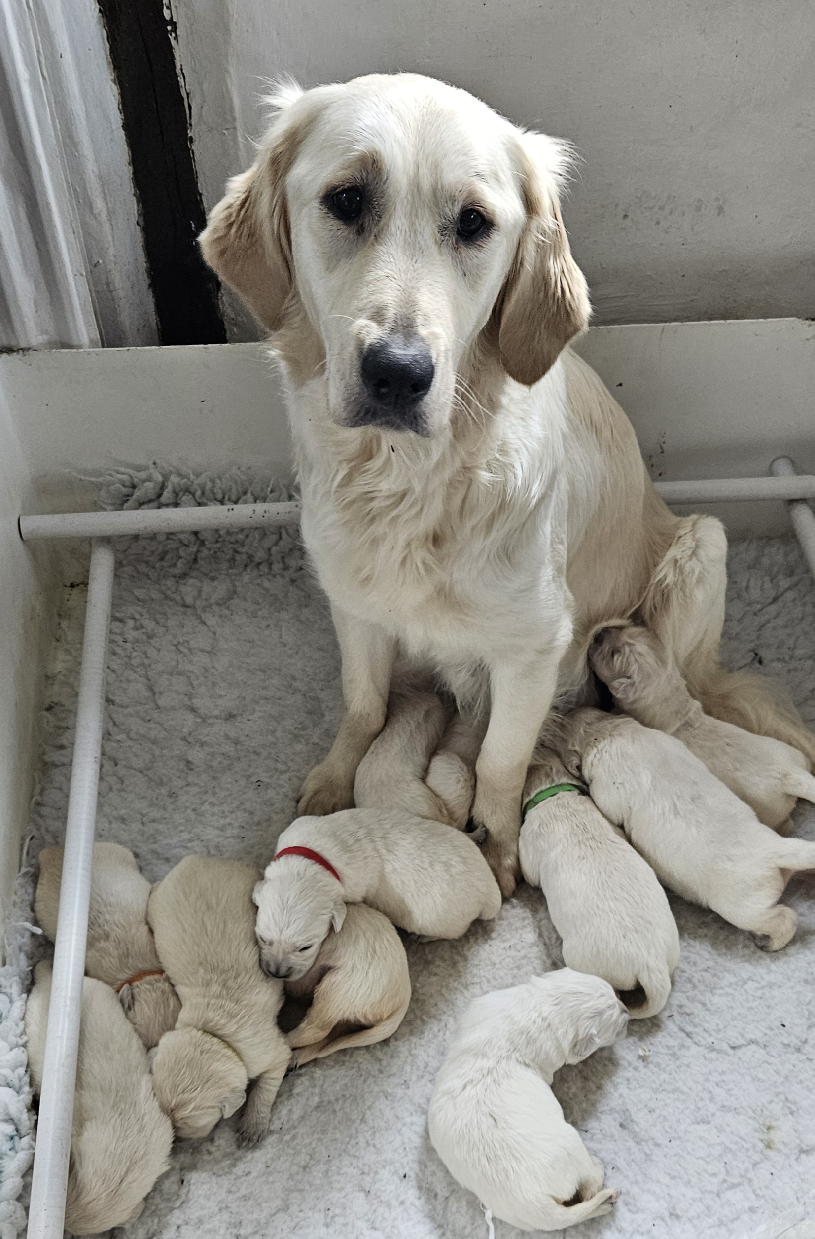 Piper with her pups