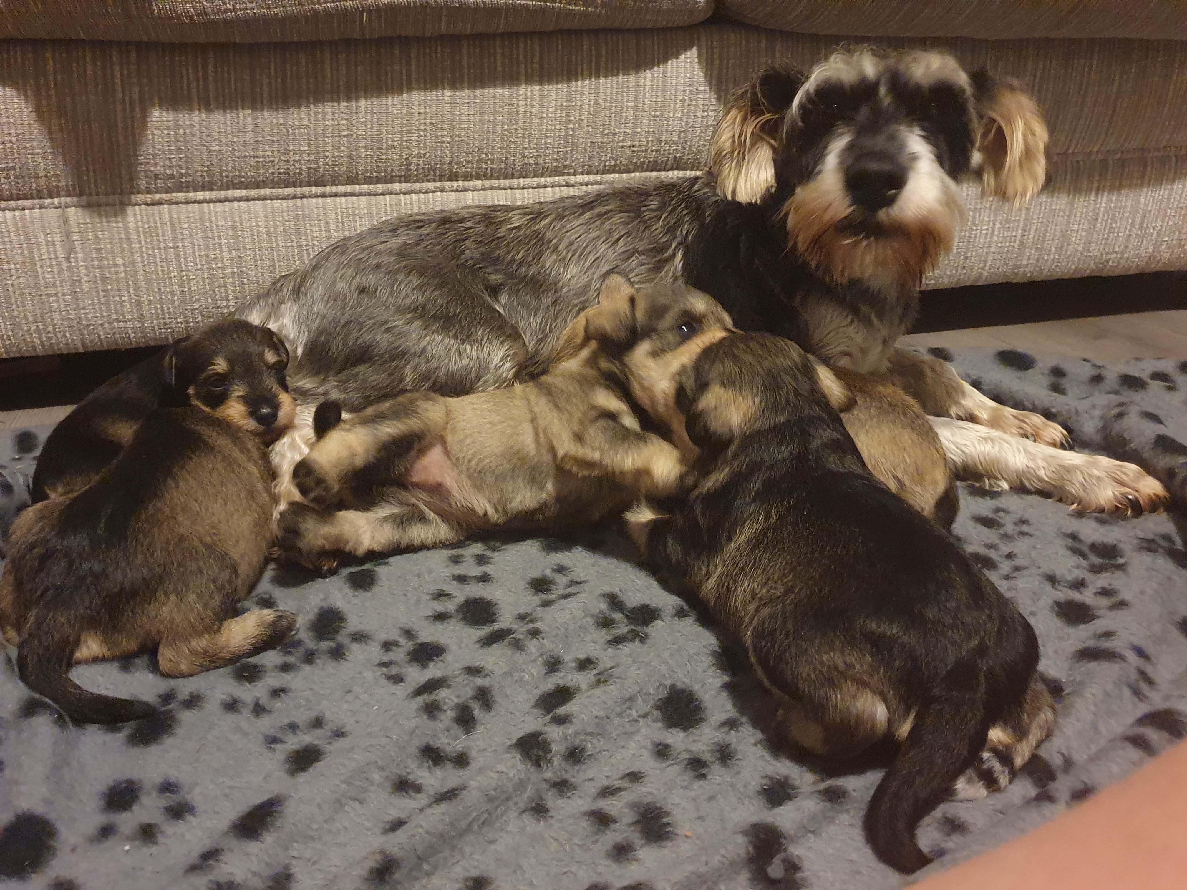 Mum and puppies 🐶 