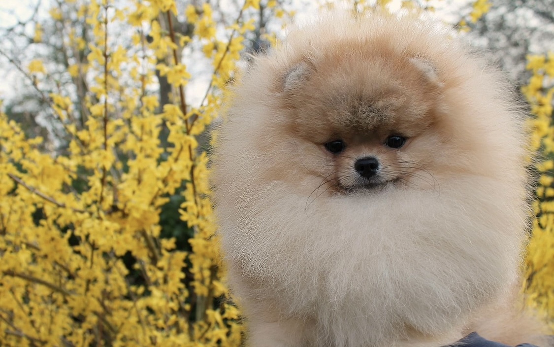 Father Blaze - show dog competed in 3+ countries