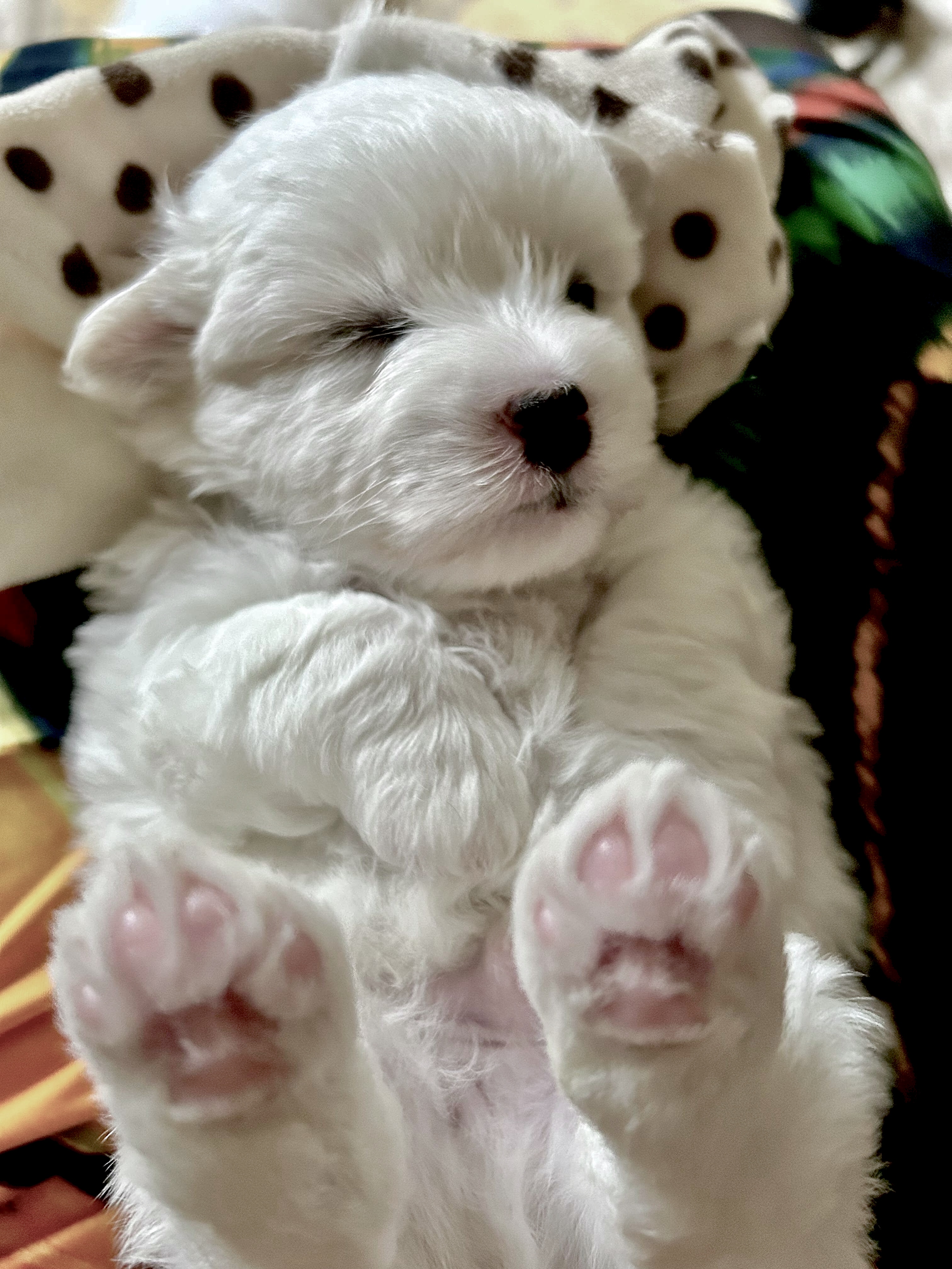 JUST LOOK AT THOSE IRRESISTIBLE PAWS! 🐾💙🥰