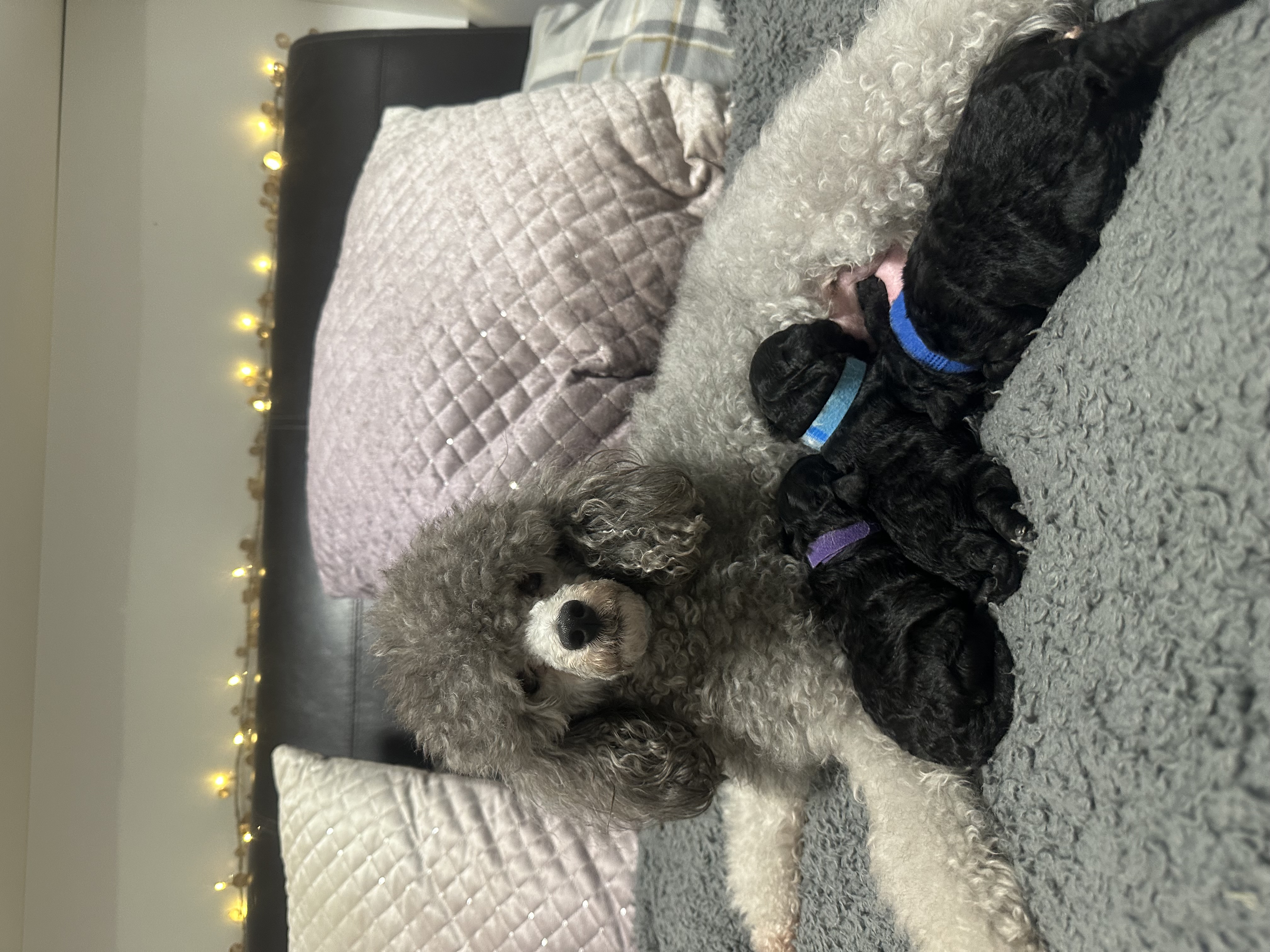 3 silver toy poodle  and Mum