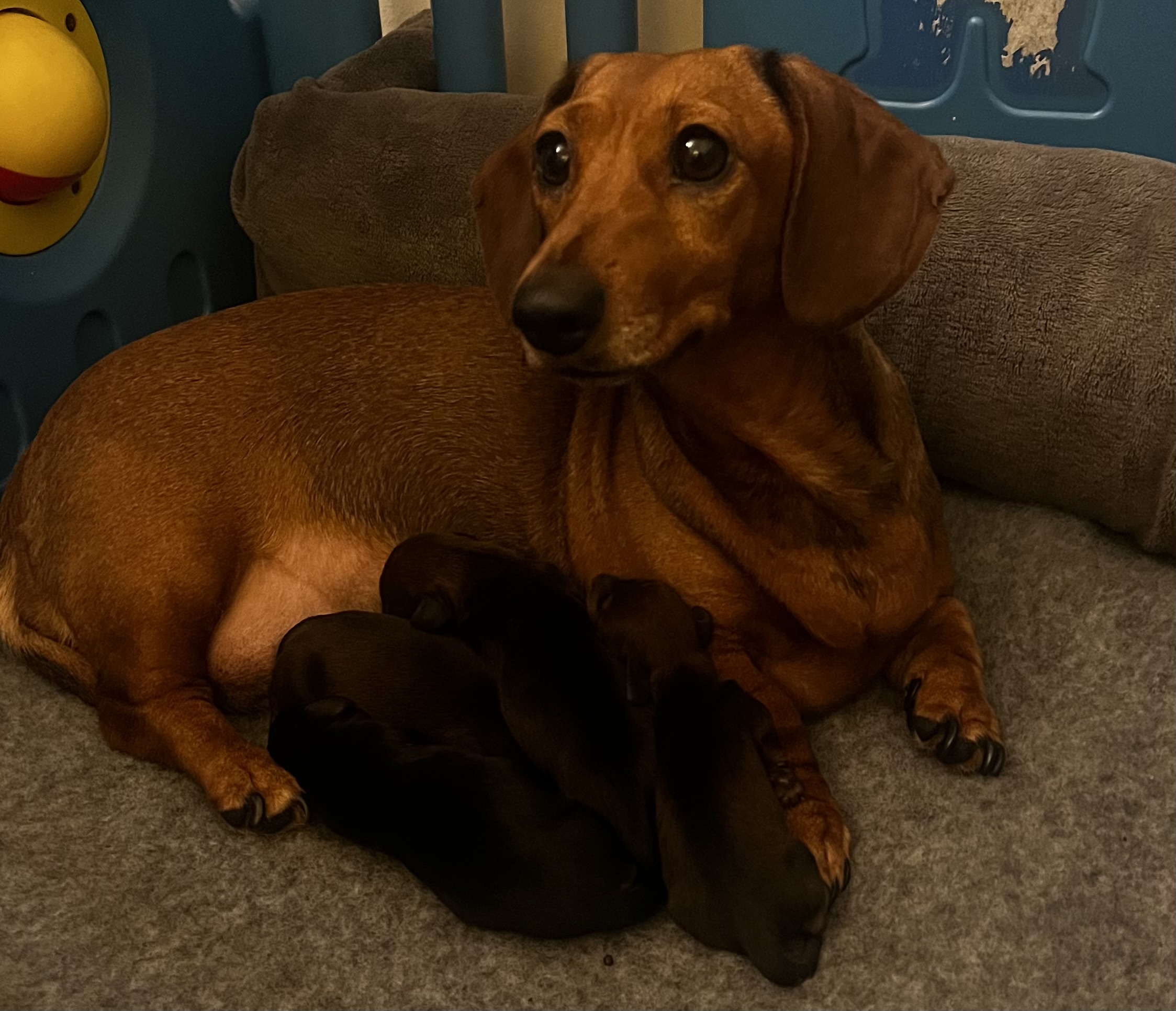 Mother and puppies 