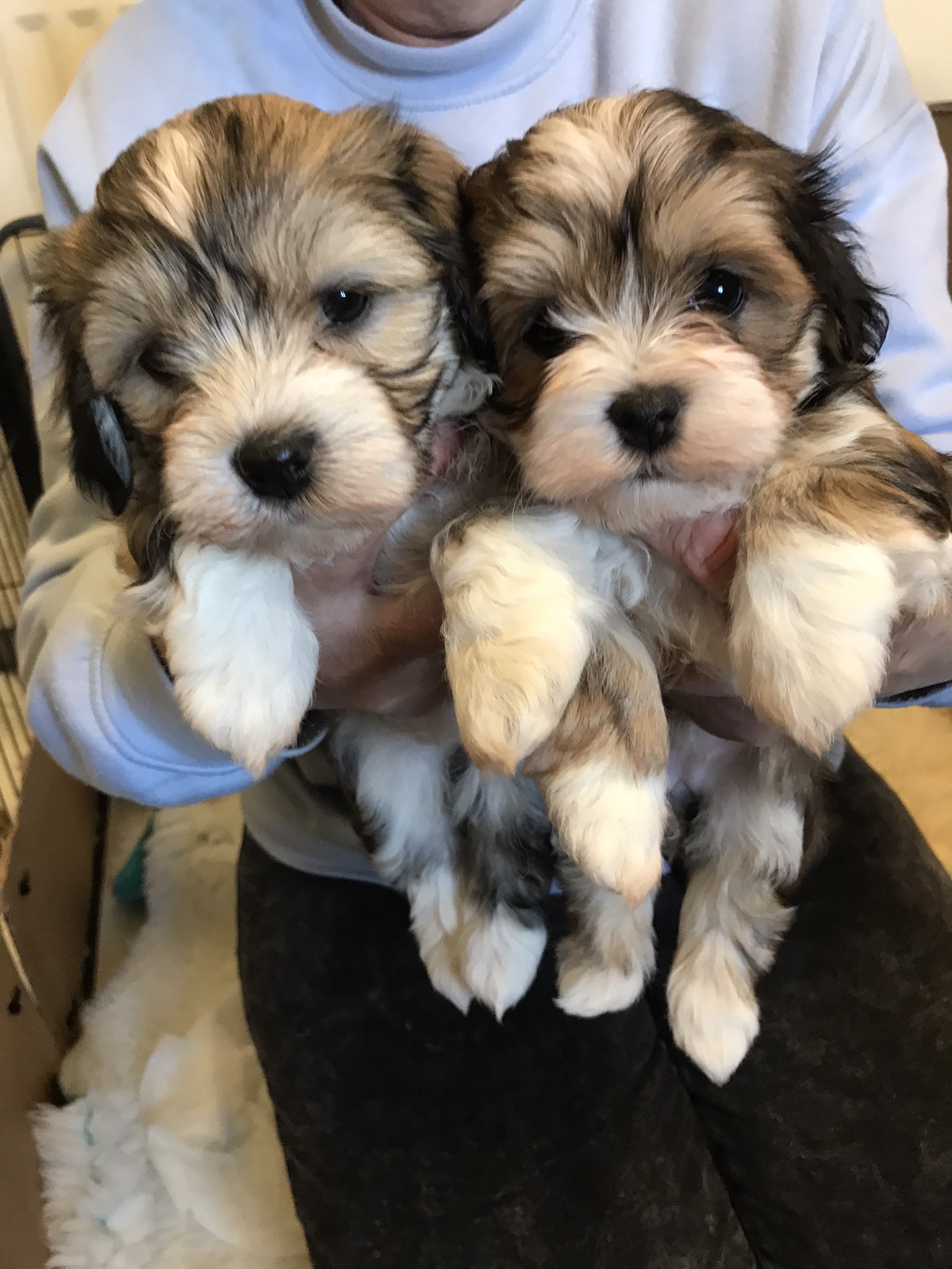 Stunning puppies 