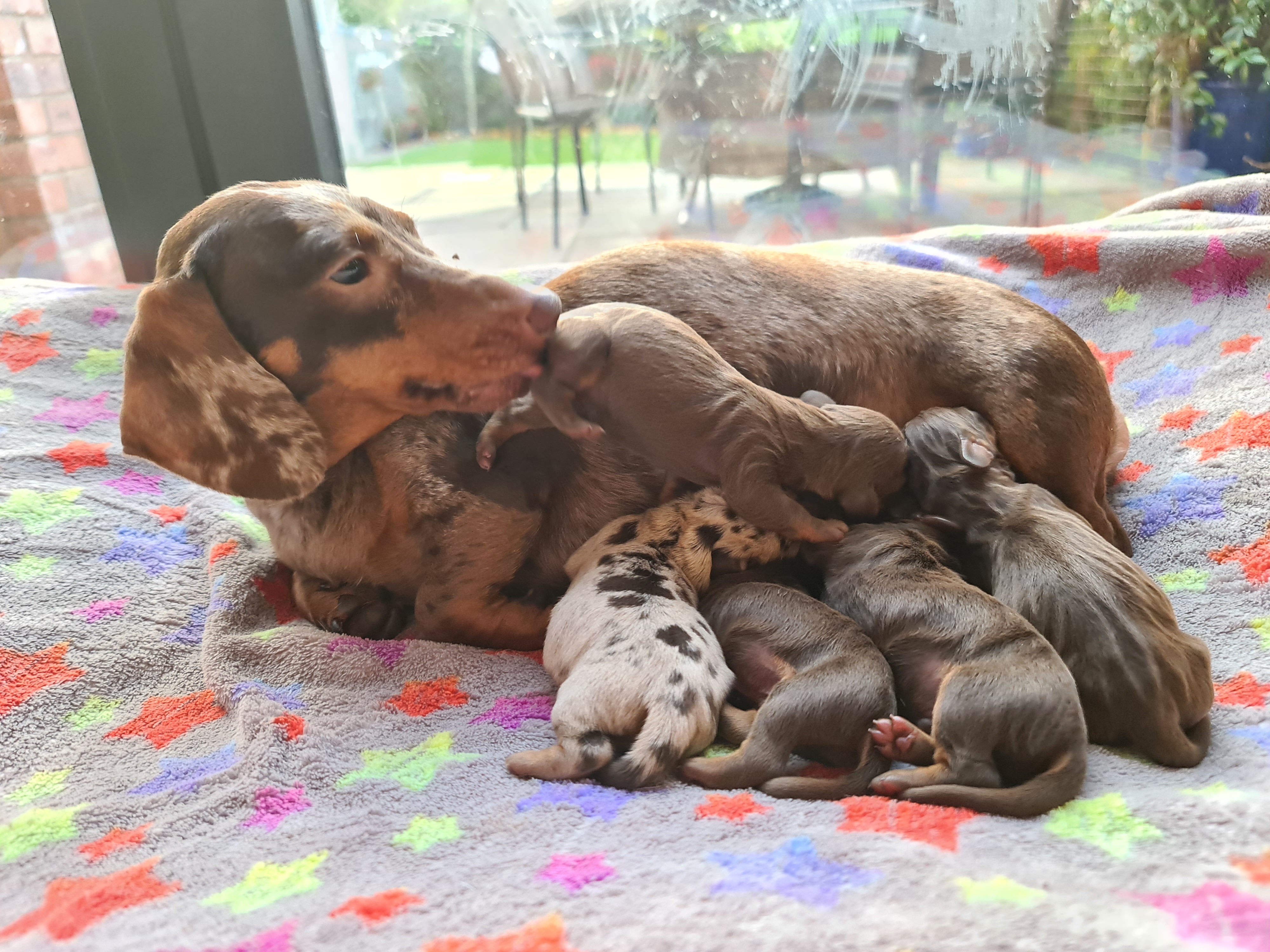 Lilly and 2 day old babies 