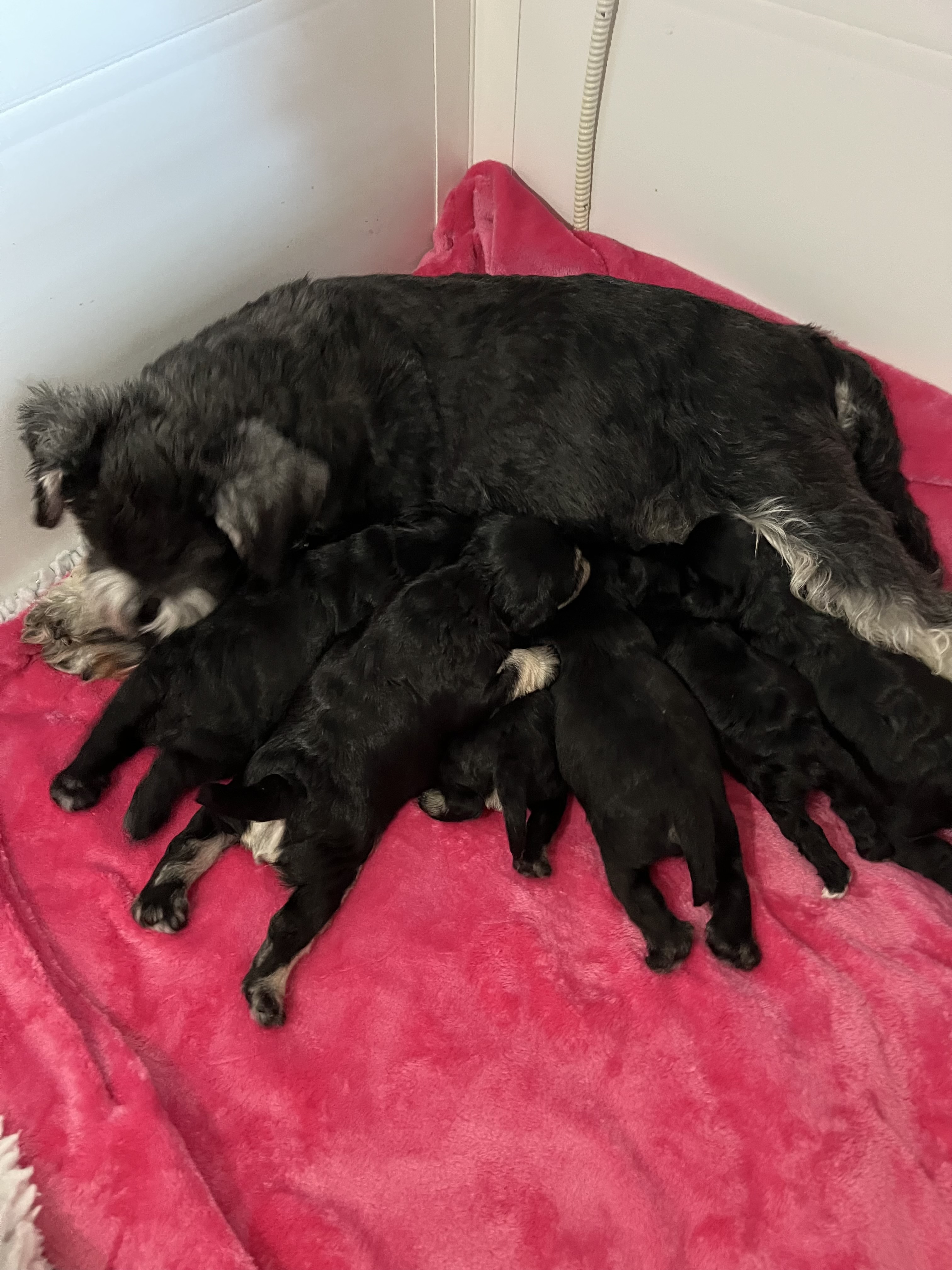 Bonnie with her Puppies