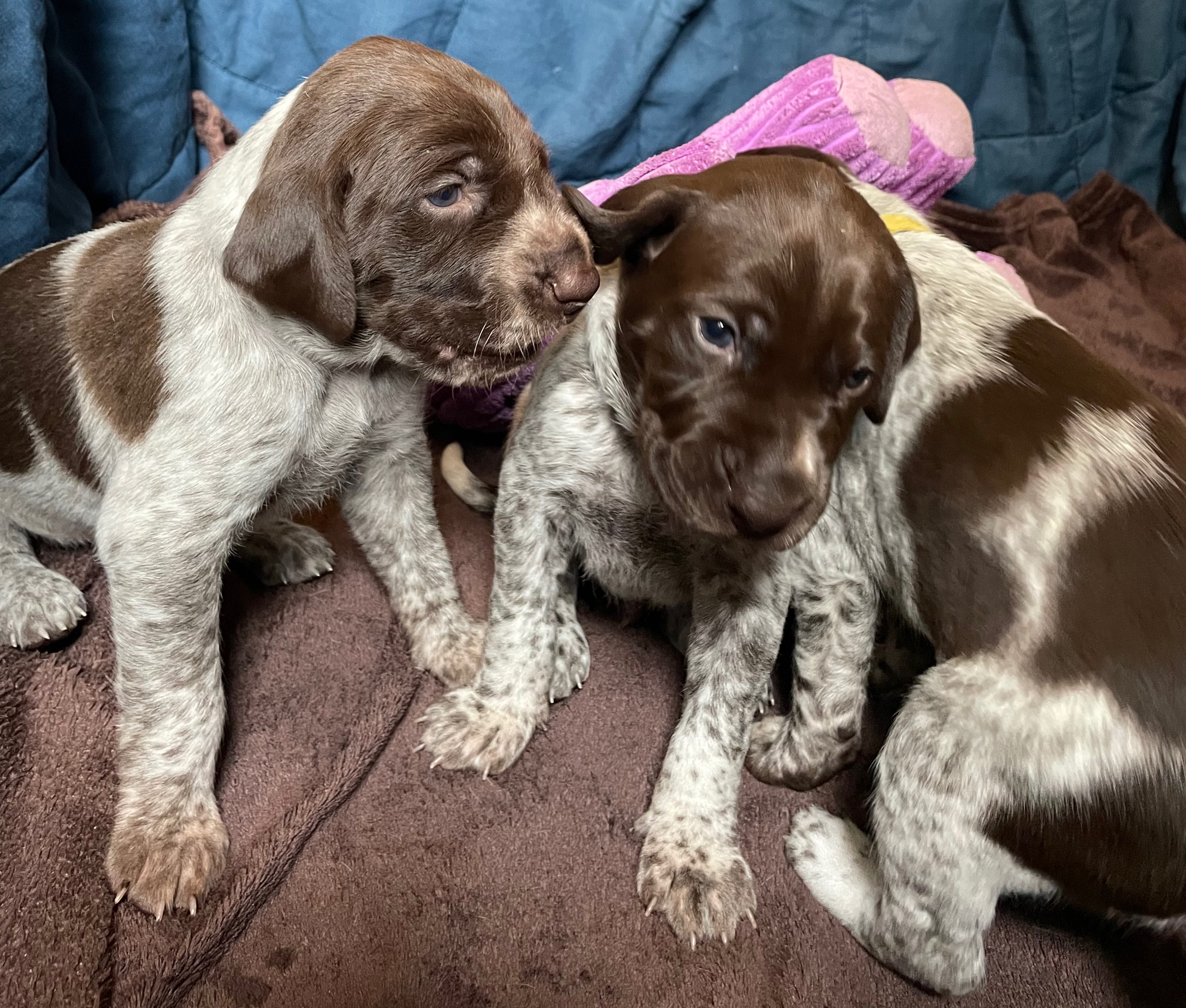 Ada's pups at three weeks