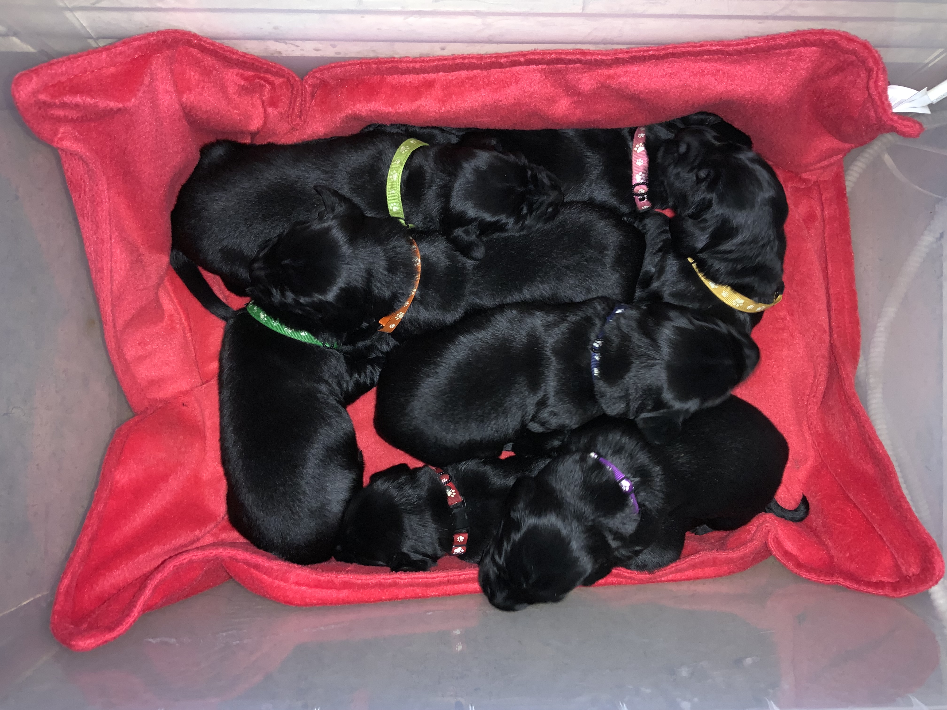 Ronevorg puppies