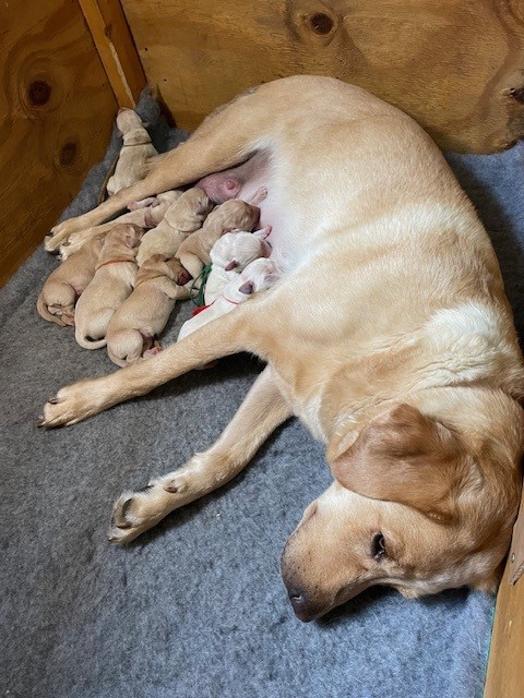 Mum Maisie and her pups.