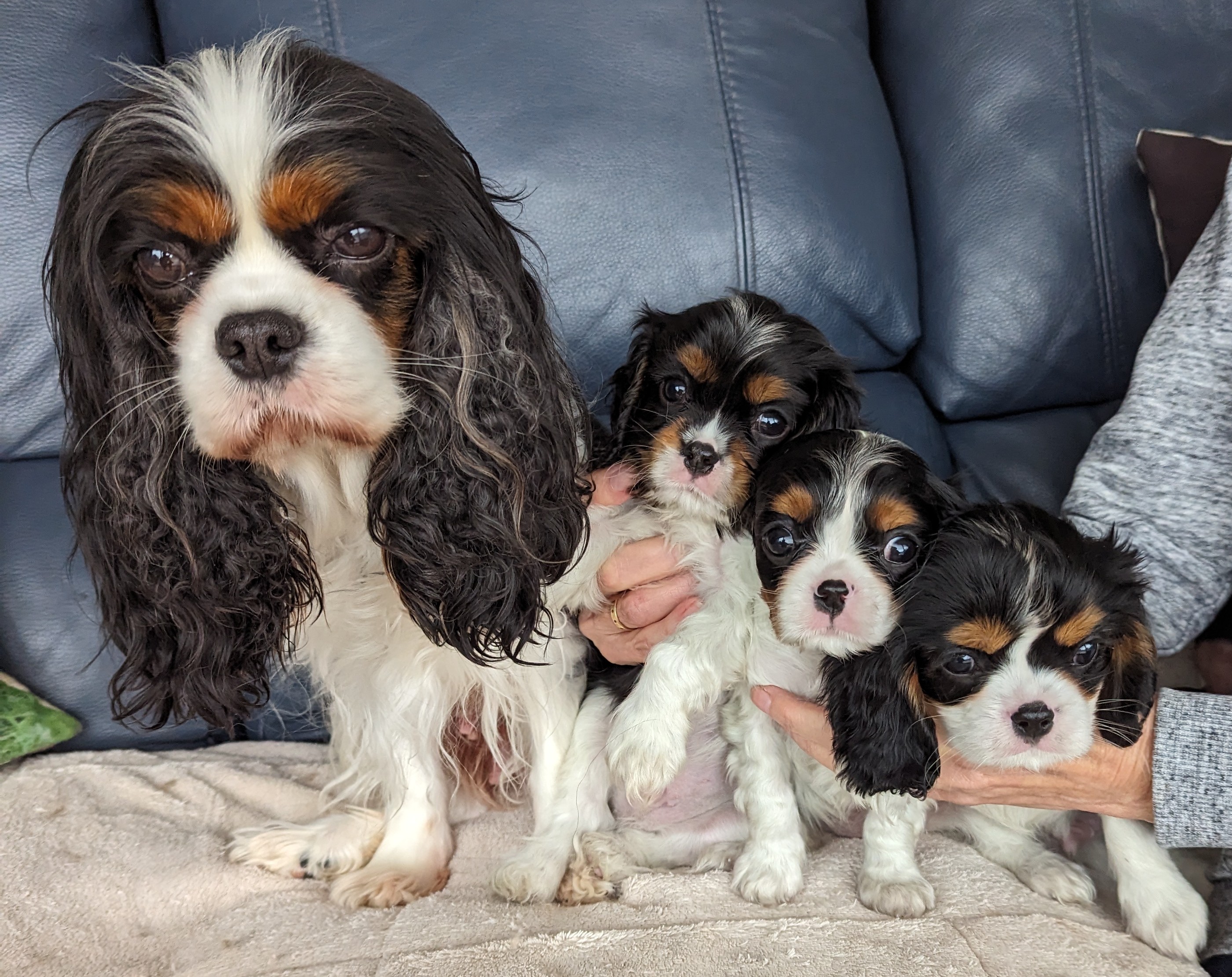 Mum and three pups