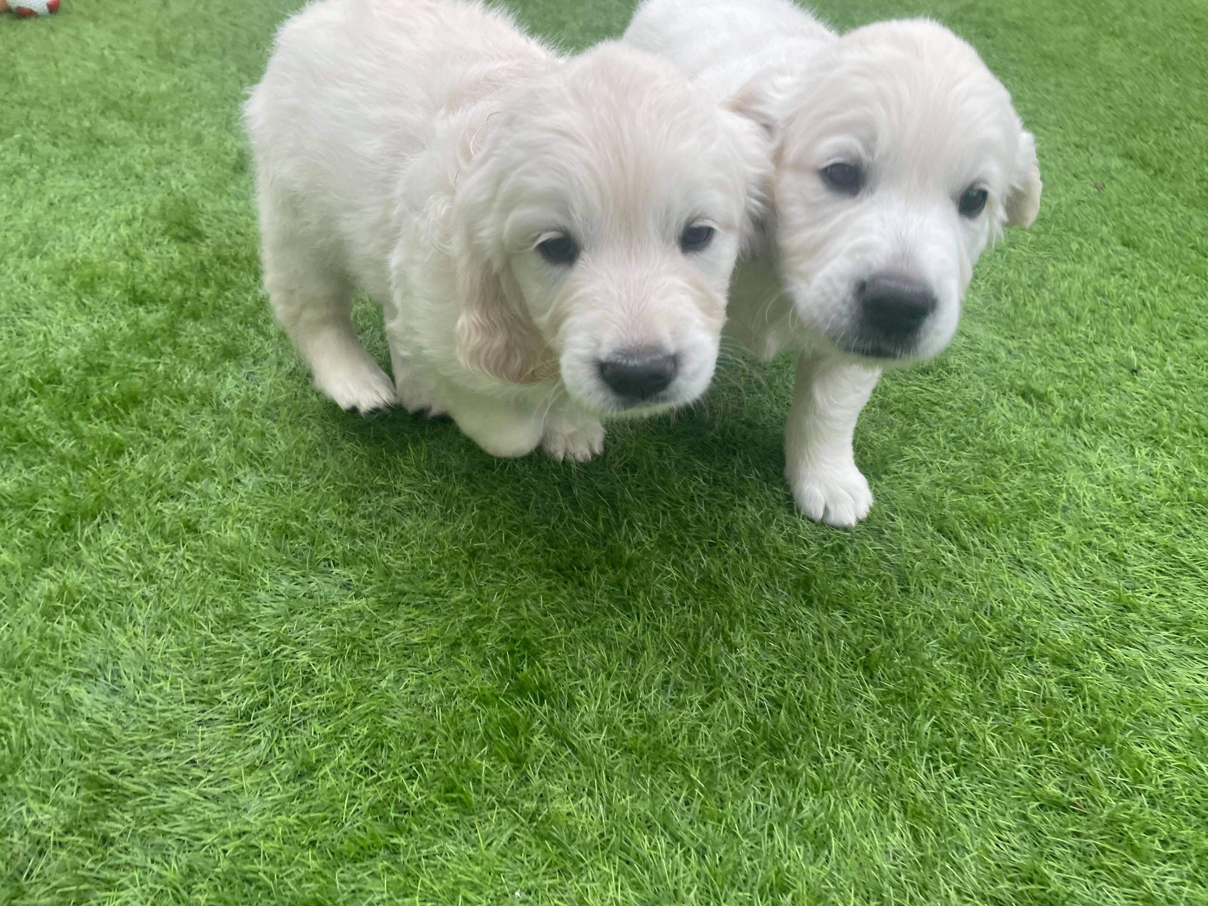 Boy & girl available,microchipped & health checked