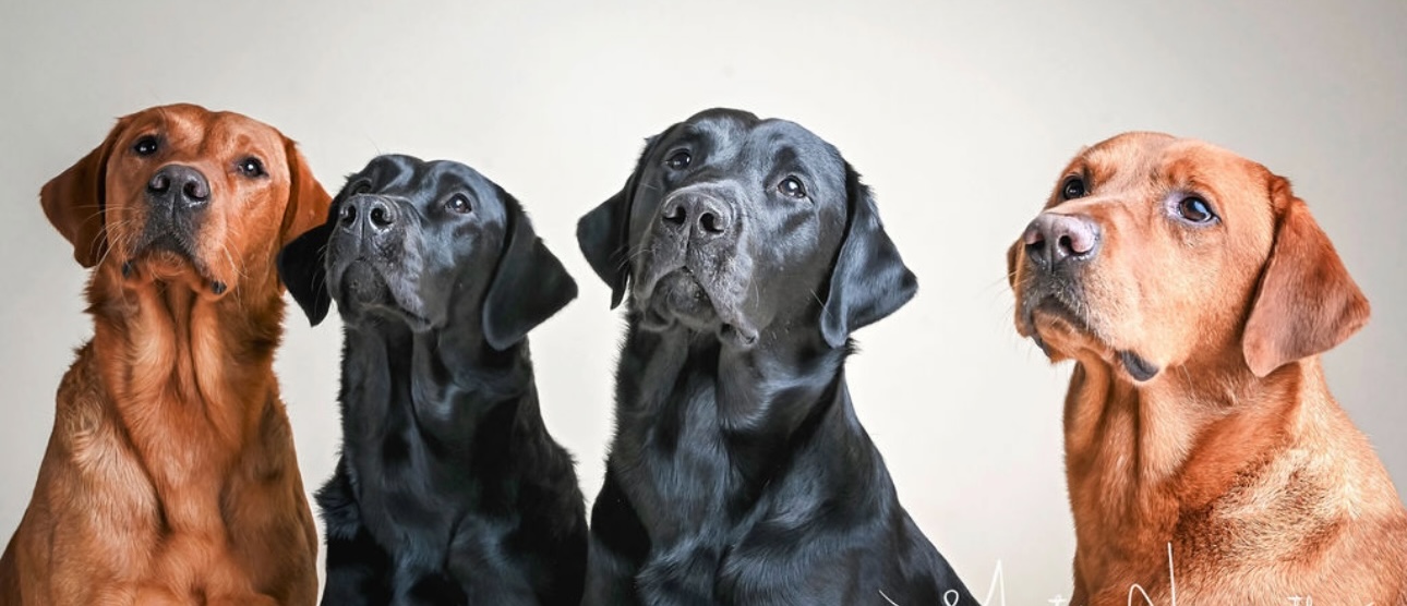 Family photo of Dam & Sire with pups from last litter