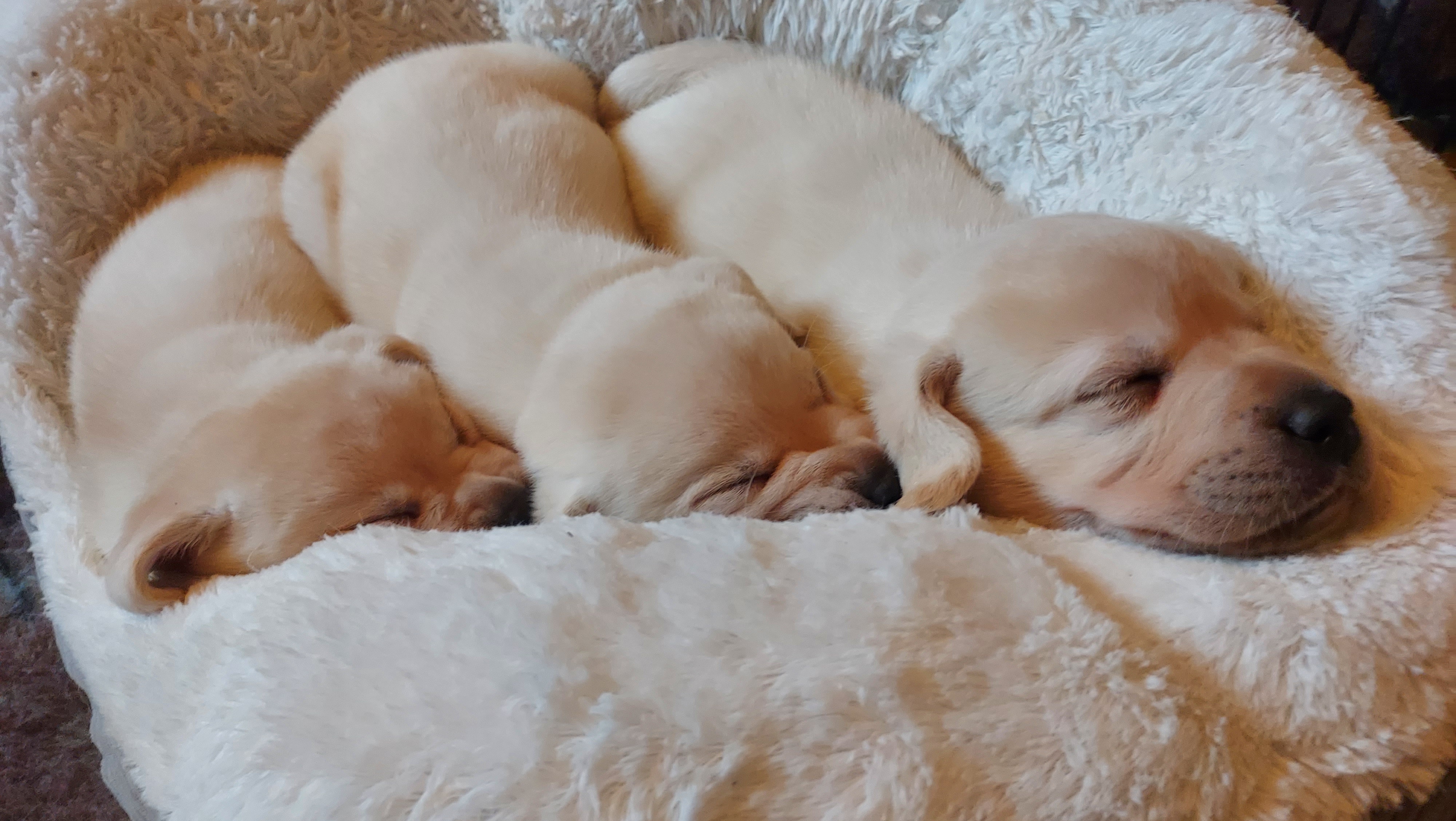 Sleepy Puppies