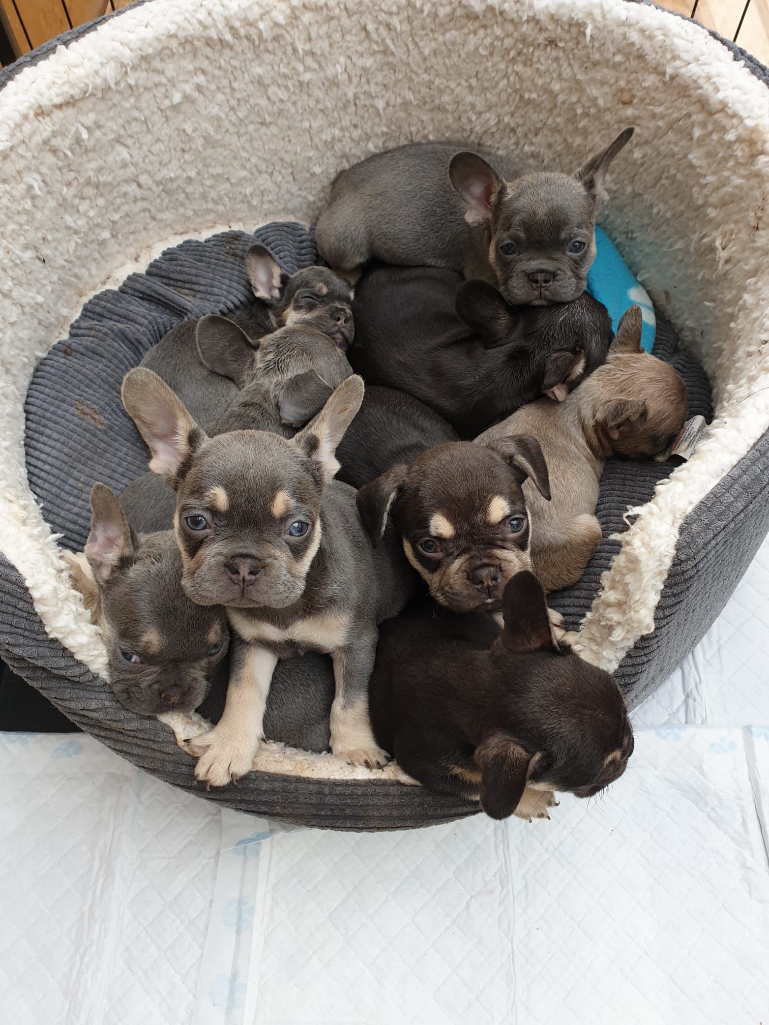 French bulldogs available 