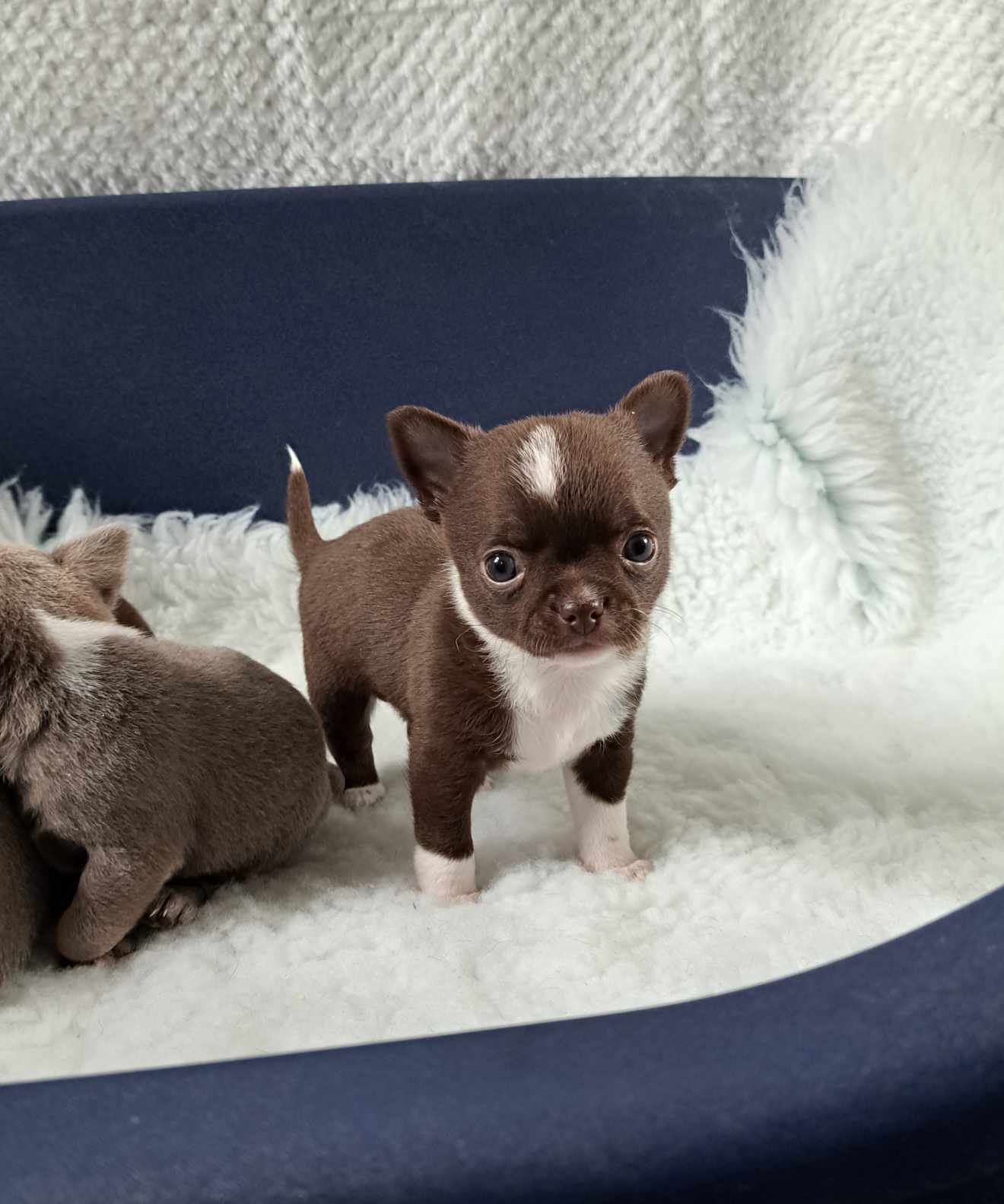 Chocolate and Lilac Puppies. Chocolate and White Male sweet beautiful boy lovely markings