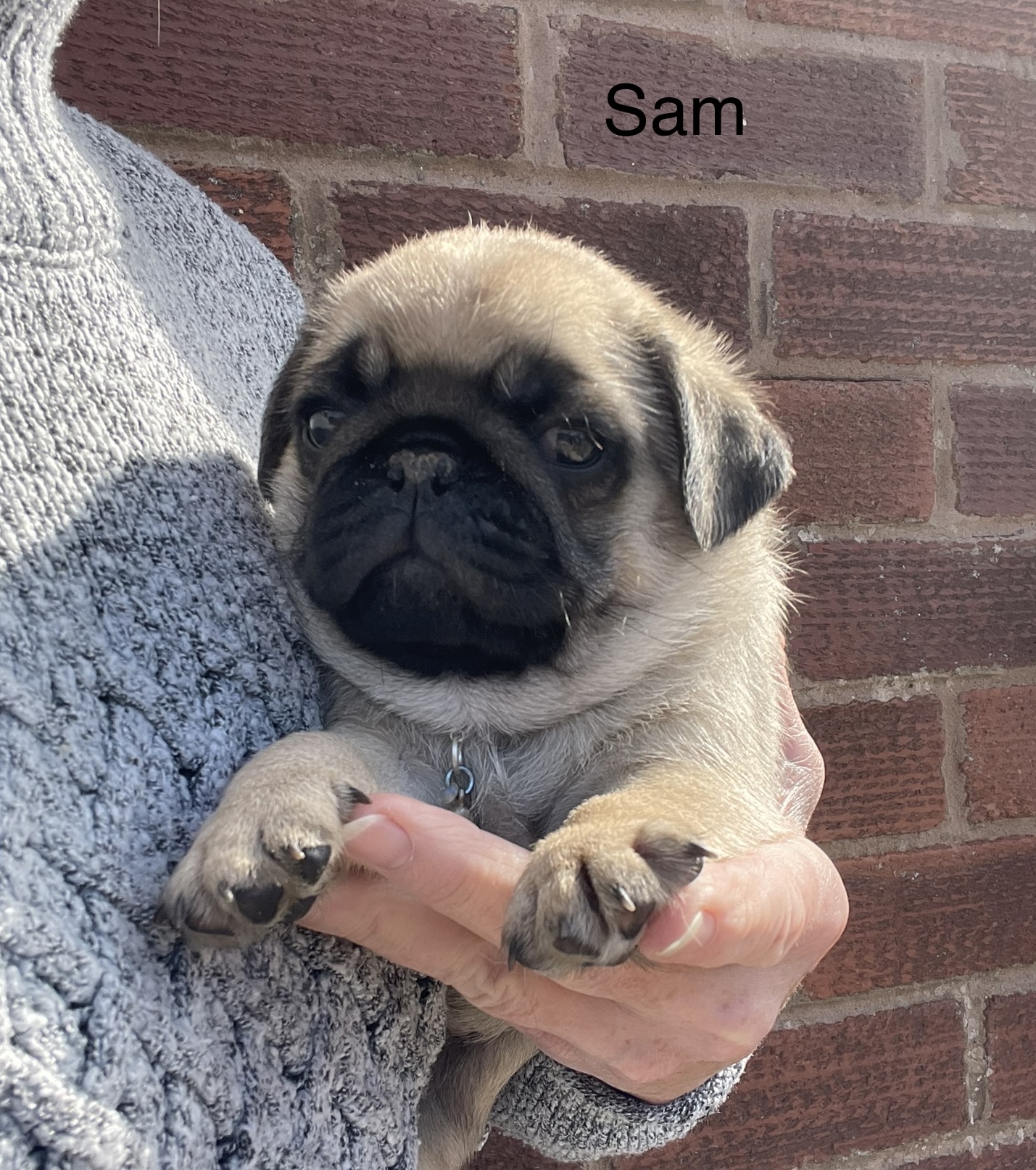 Sam