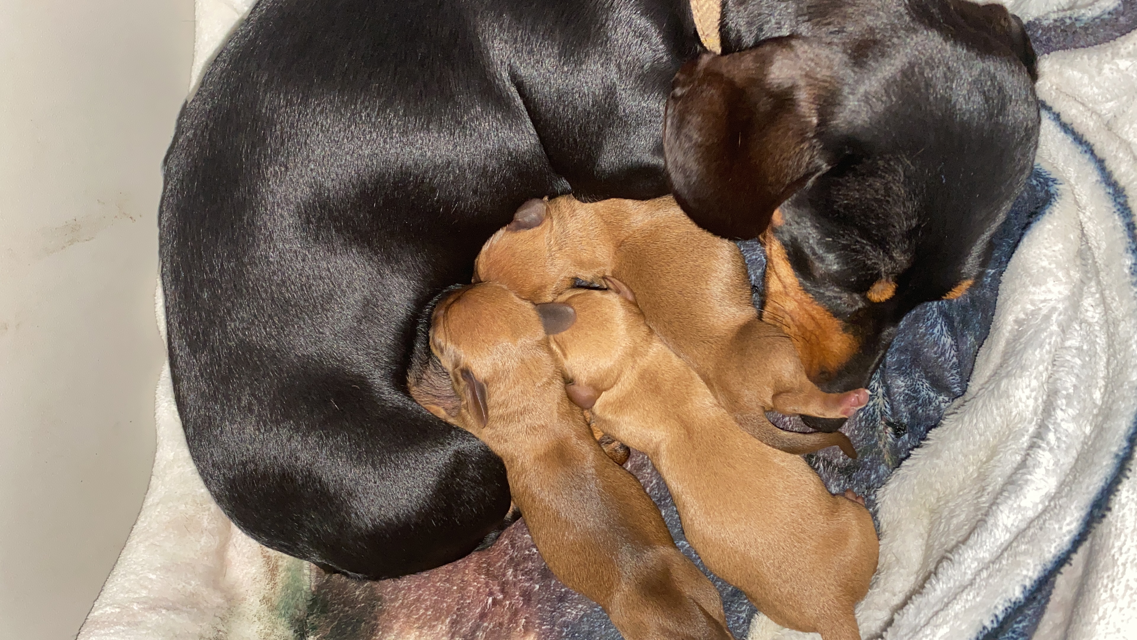 Pups with mummy