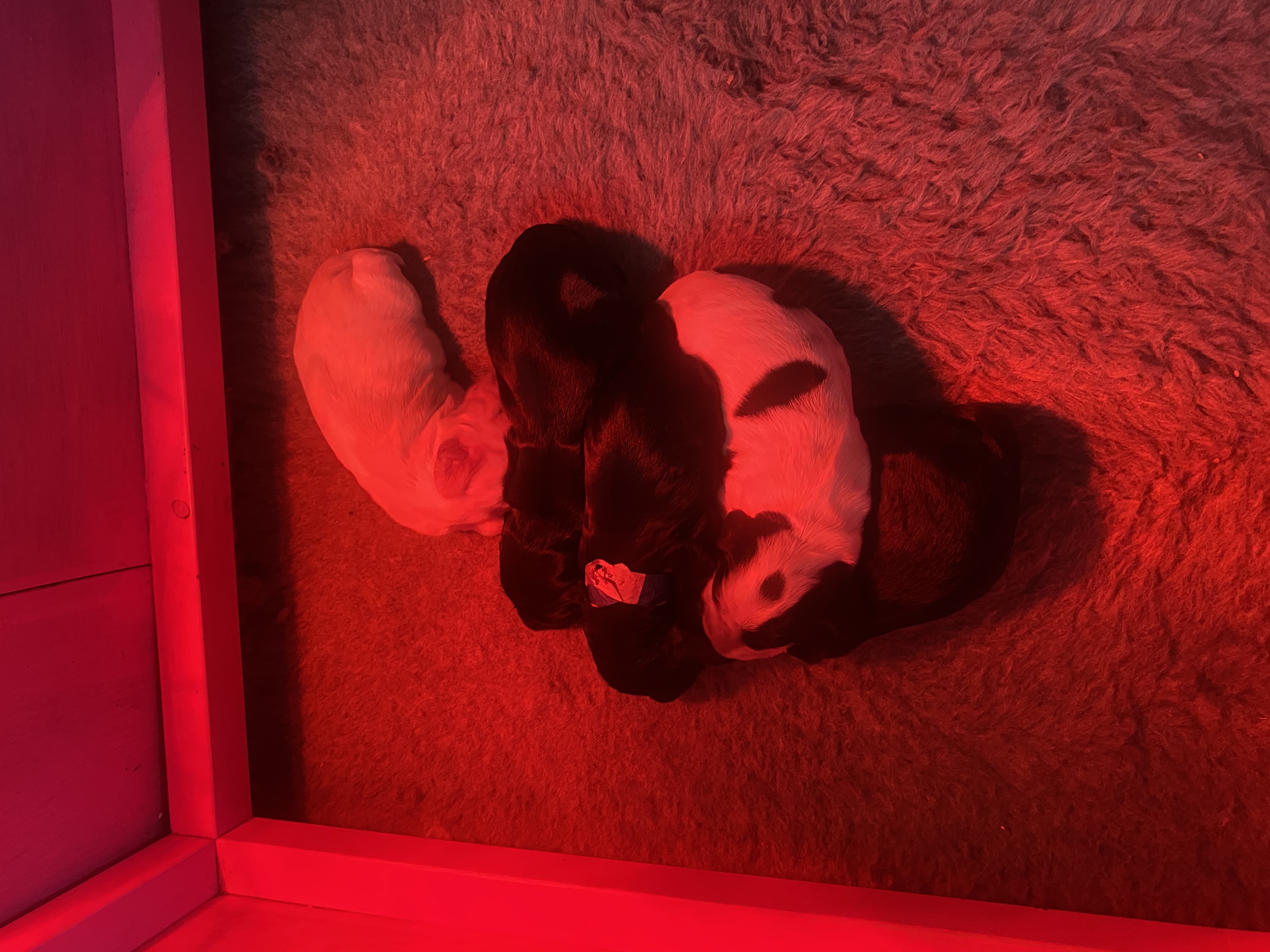 Puppies in whelping box