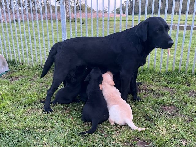 Puppies with Mother